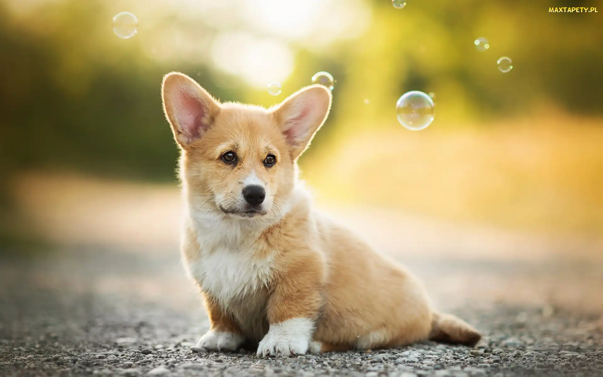 Szczeniak, Bańki, Welsh corgi pembroke