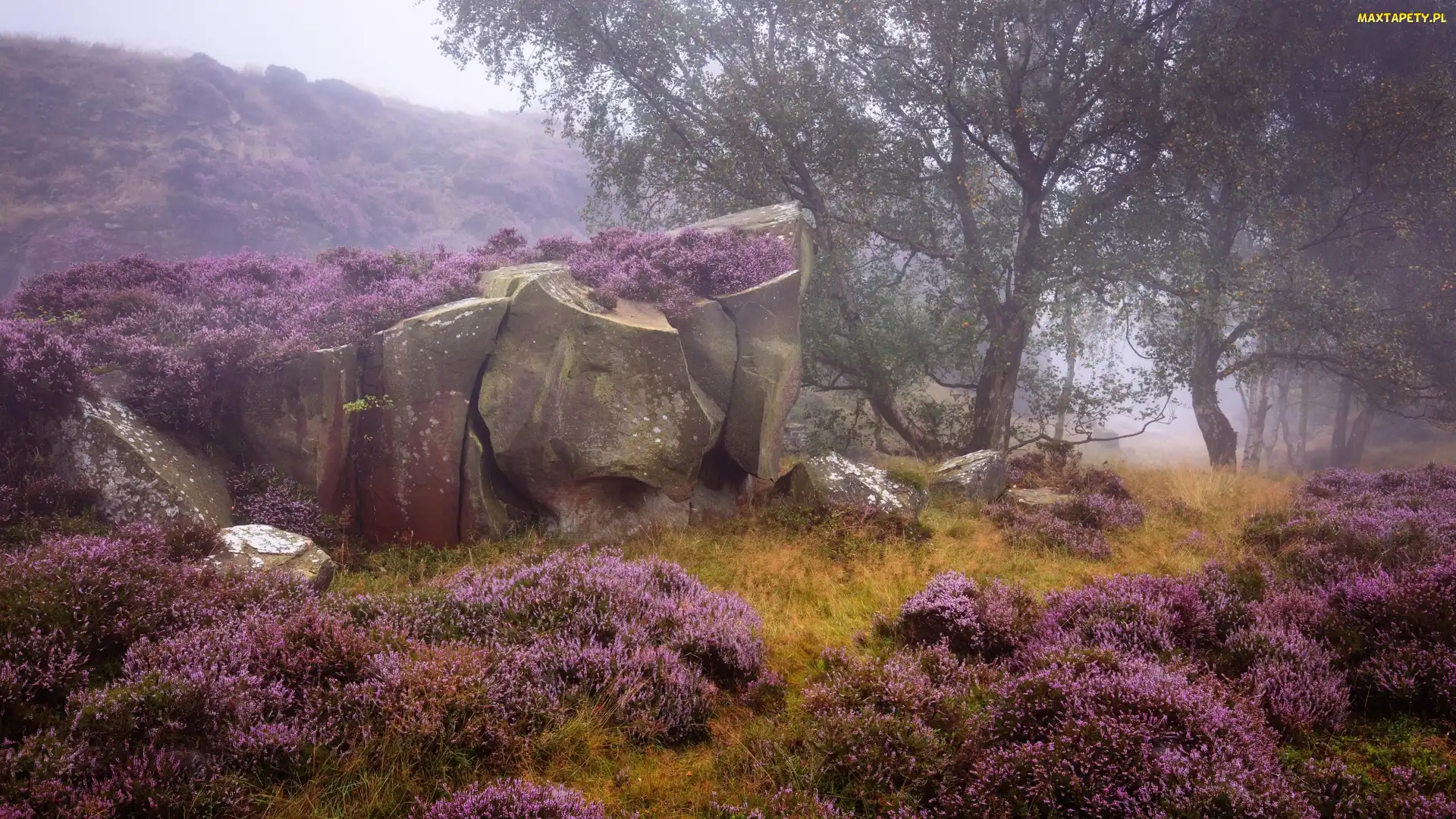 Park Narodowy Peak District, Wrzosowisko, Anglia, Mgła, Drzewa, Jesień, Skały, Wrzos