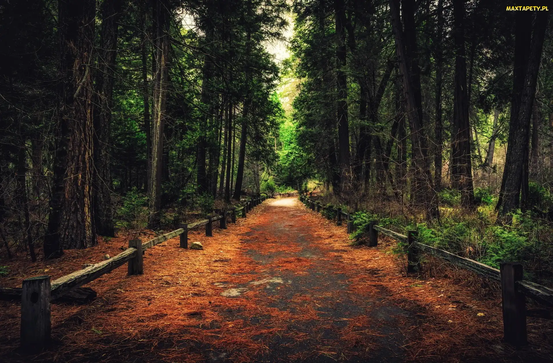 Stan Kalifornia, Stany Zjednoczone, Ogrodzenie, Droga, Las, Drzewa, Park Narodowy Yosemite