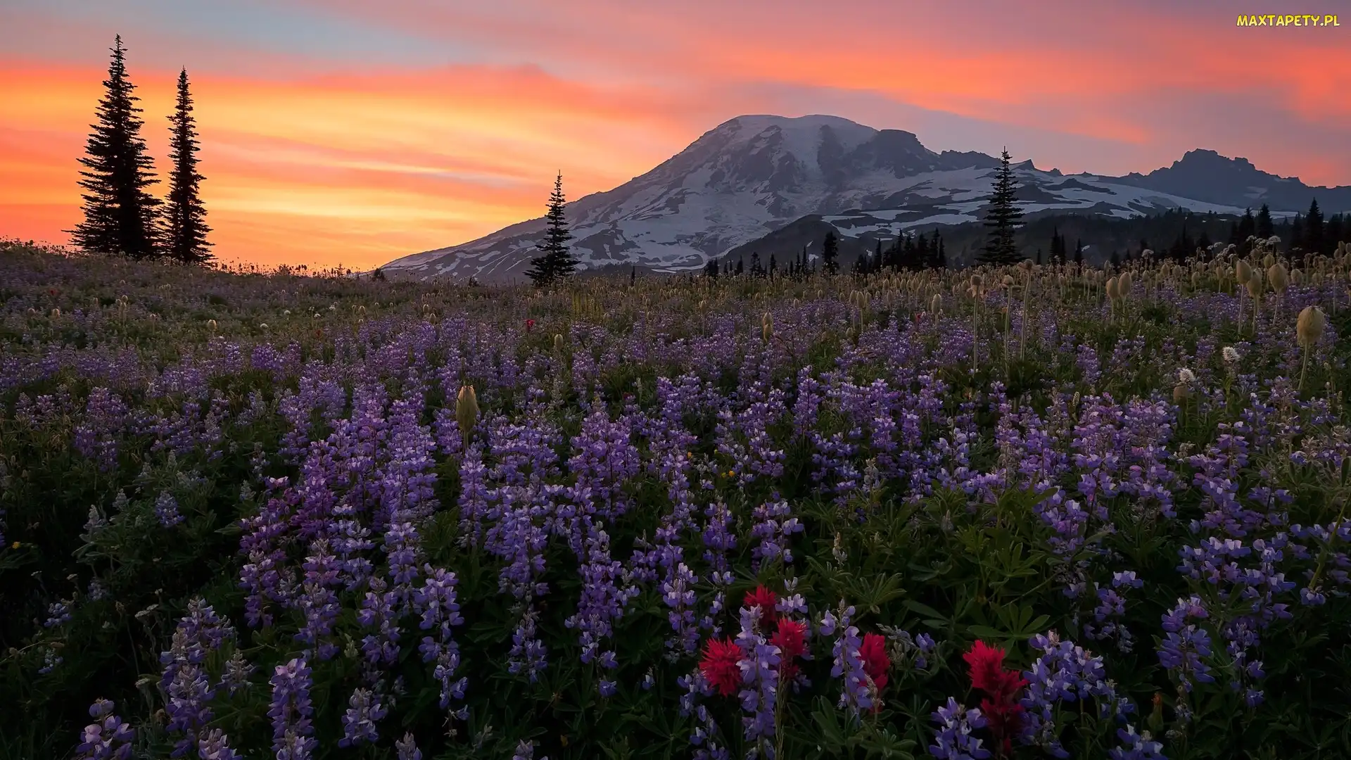 Góry, Stan Waszyngton, Stany Zjednoczone, Łubin, Łąka, Niebo, Kwiaty, Stratowulkan Mount Rainier