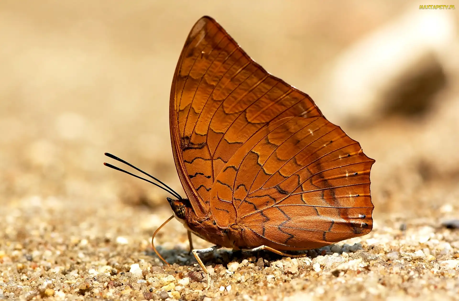 Piasek, Charaxes marmax, Brązowy, Motyl