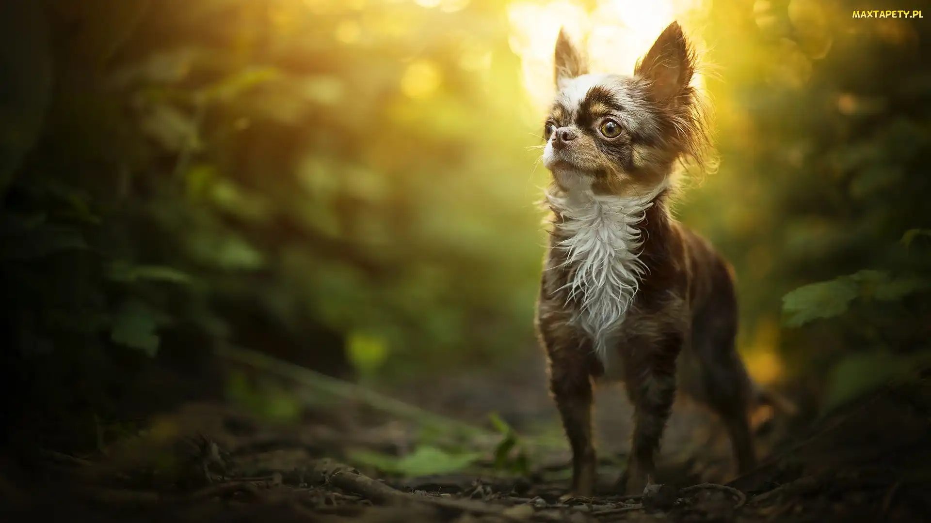 Chihuahua długowłosa, Pies
