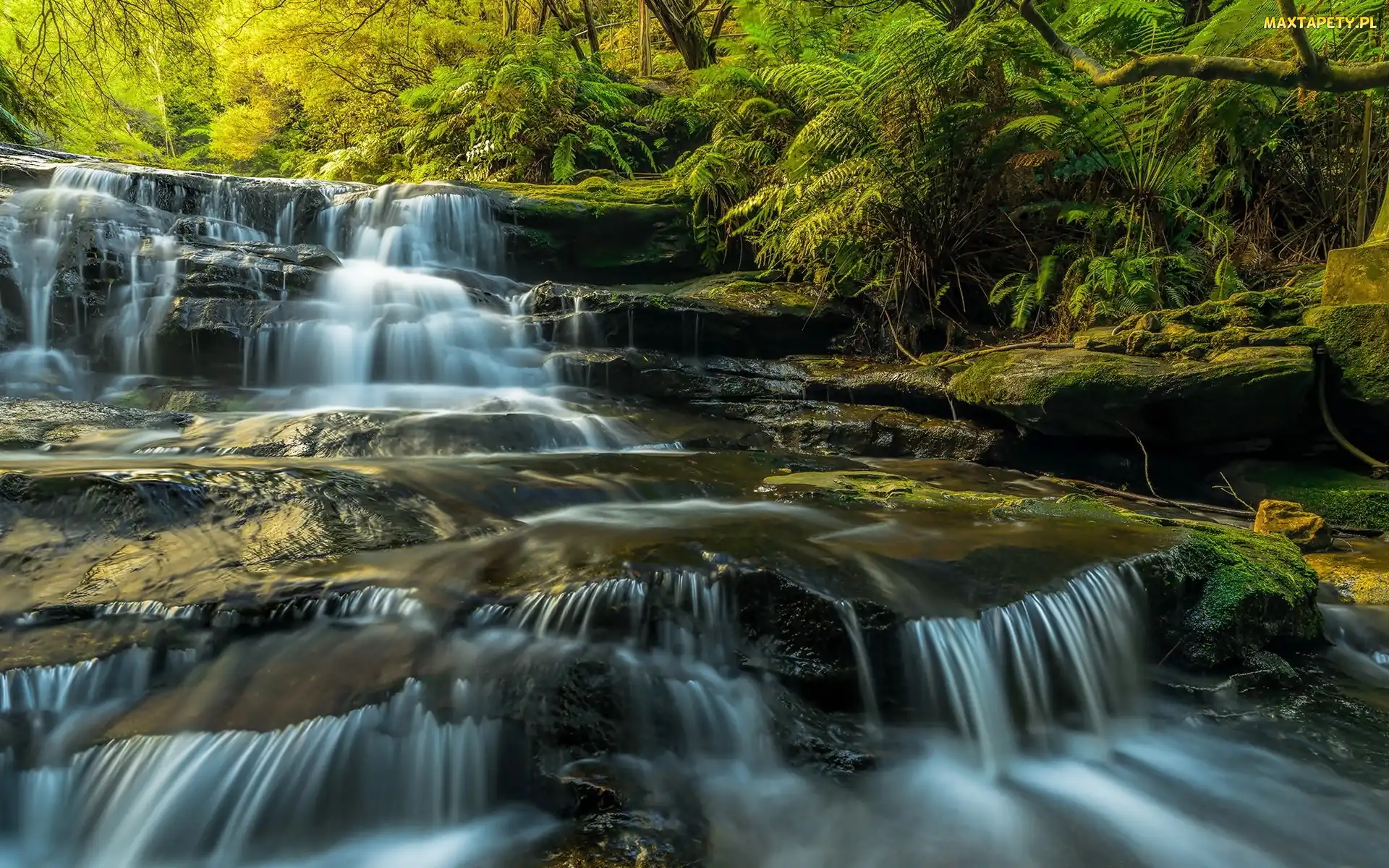 Park Narodowy Gór Błękitnych, Las, Kaskada, Wodospad, Australia