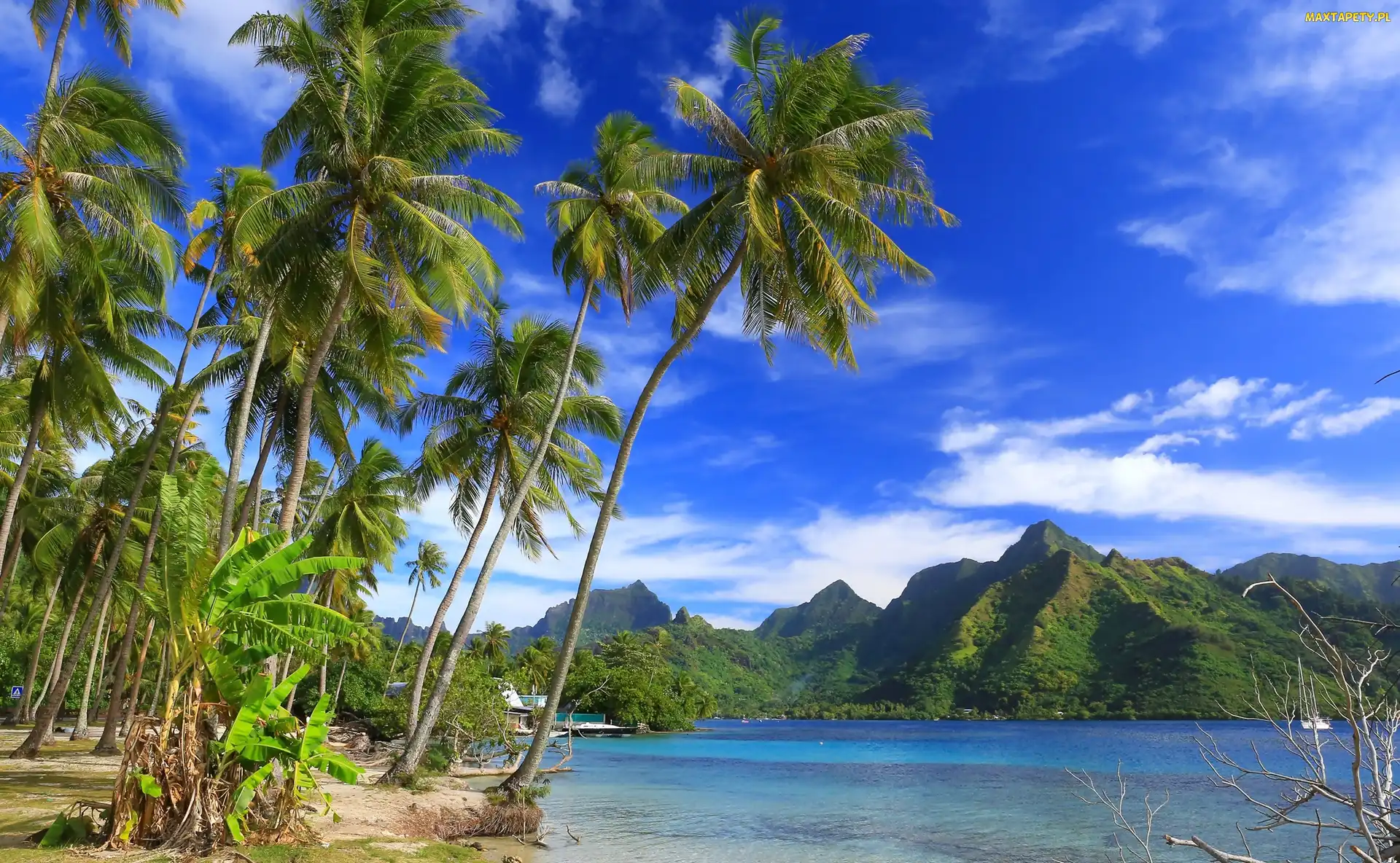 Palmy, Góry, Polinezja Francuska, Francja, Ocean, Wyspa Moorea