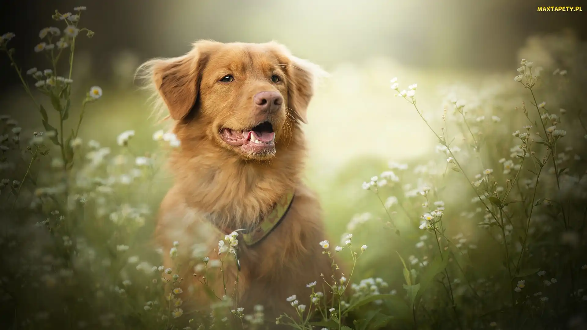Retriever z Nowej Szkocji, Przymiotno, Kwiaty, Mordka, Pies