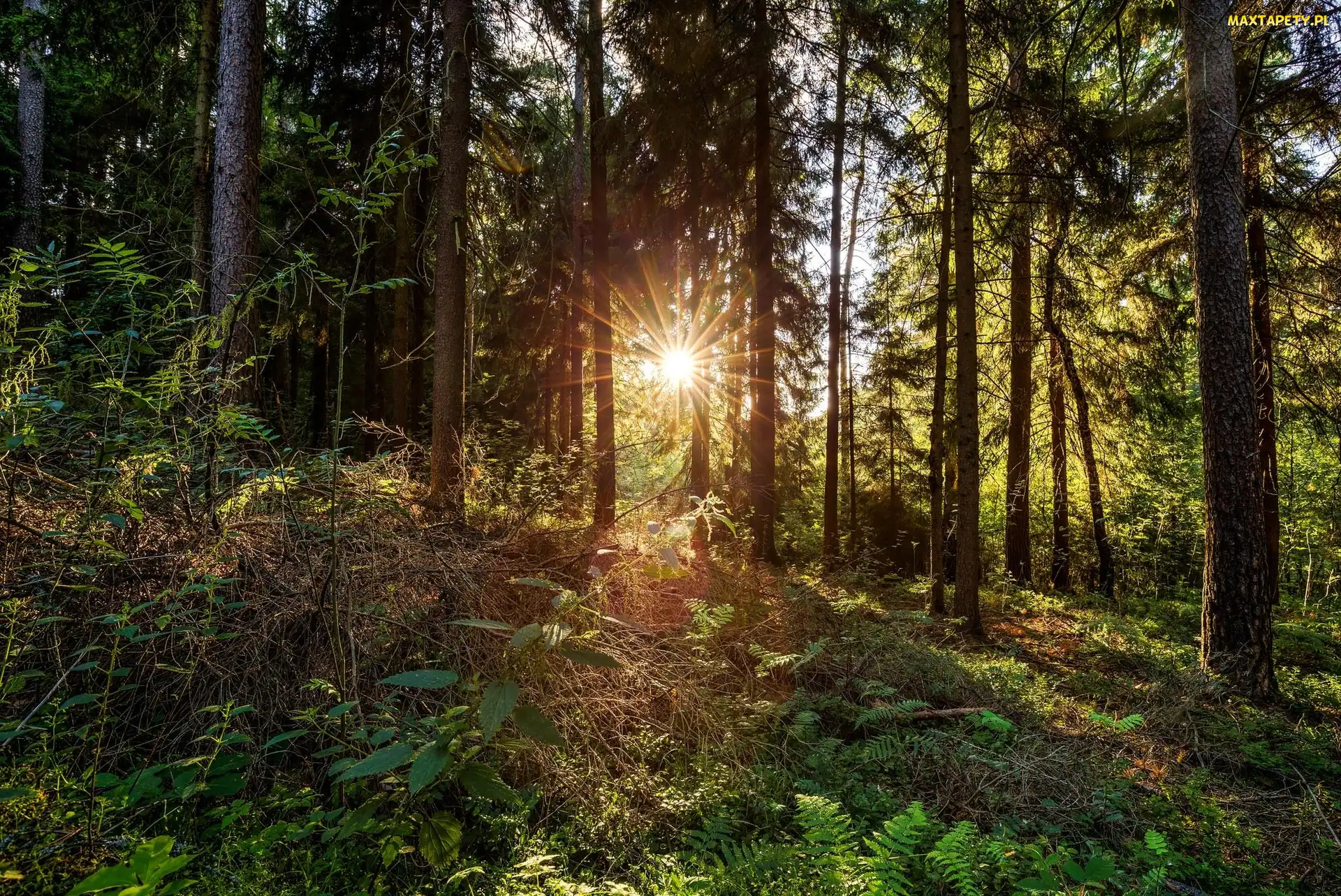 Promienie słońca, Rośliny, Las, Drzewa