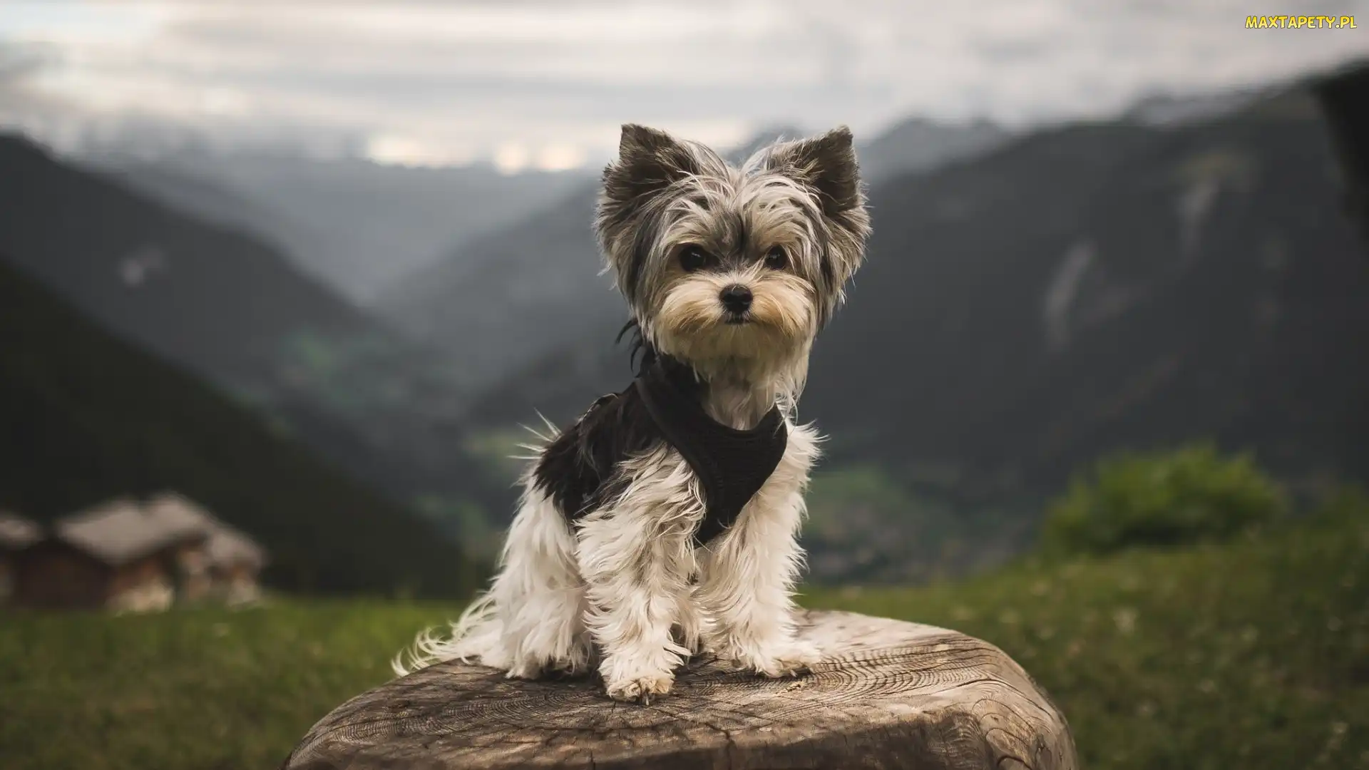 Góry, Tło, Yorkshire Terrier, Pień