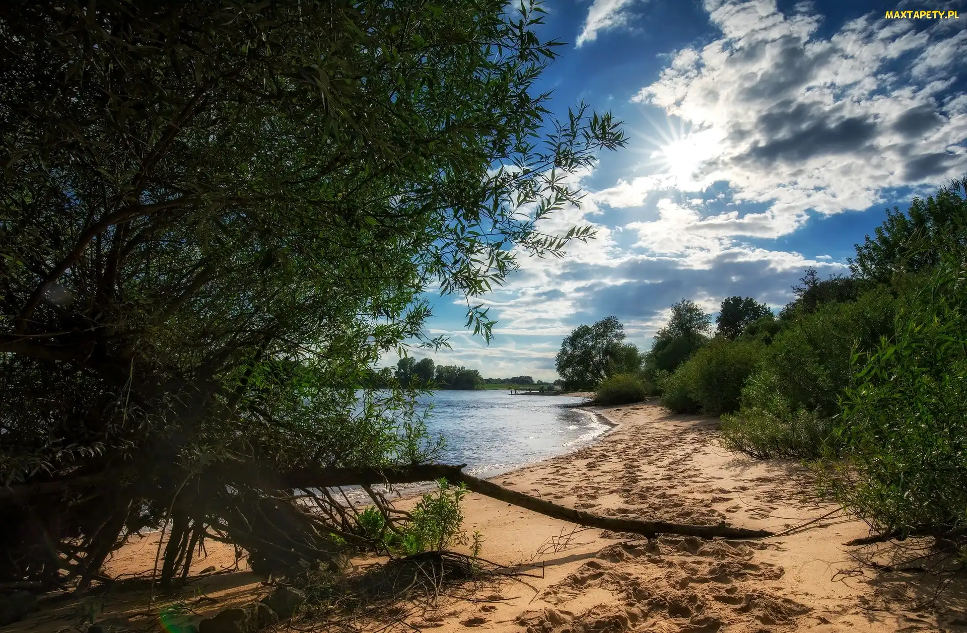 Drzewa, Piasek, Szlezwik-Holsztyn, Niemcy, Rzeka Łaba, Brzeg