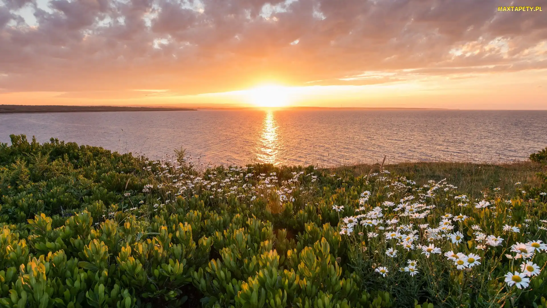 Morze - Ocean Atlantycki, Nowa Szkocja, Kanada, Rośliny, Kwiaty, Brzeg, Złocień, Zachód słońca