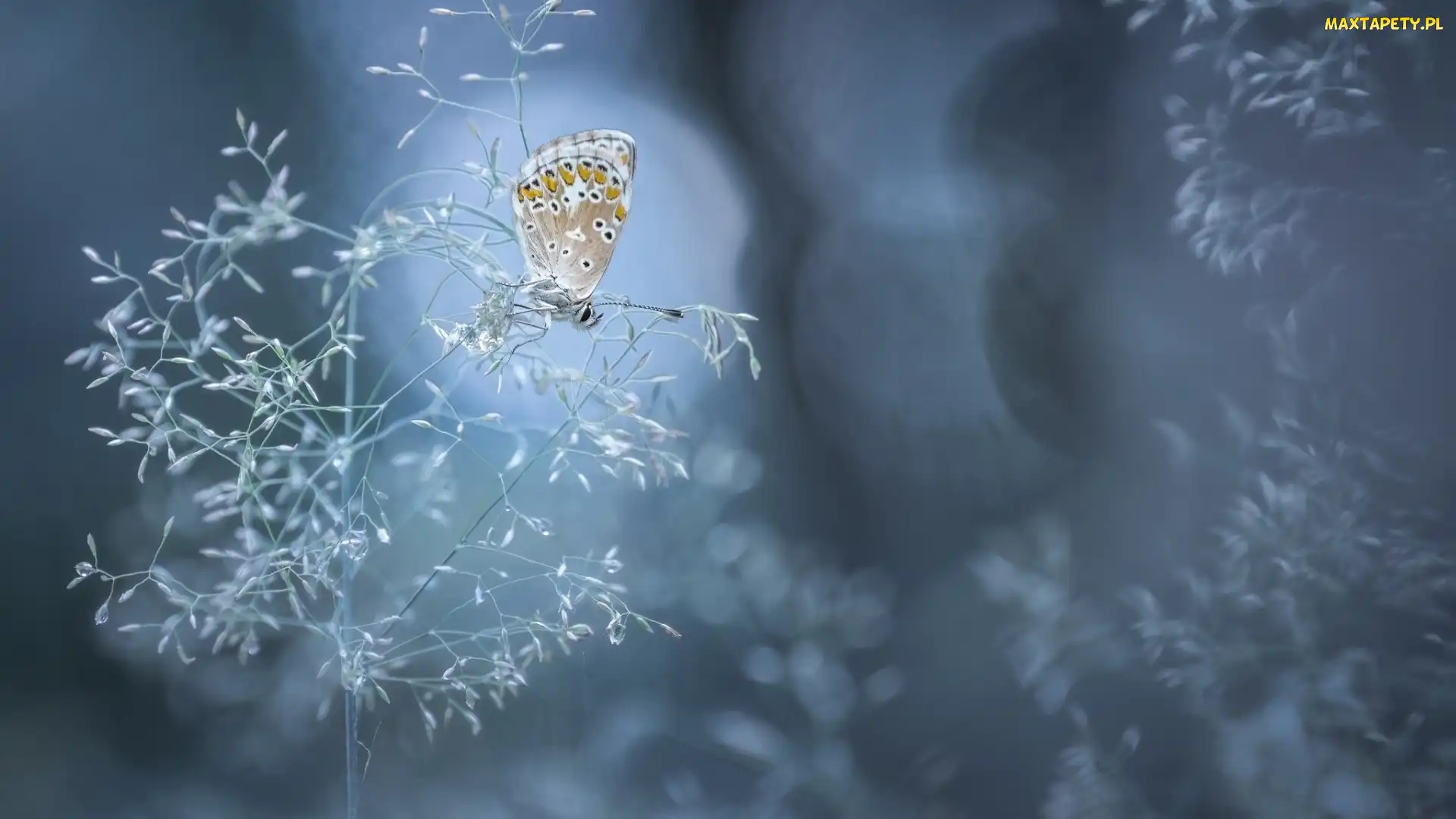 Trawa, Bokeh, Modraszek ikar, Motyl, Źdźbło