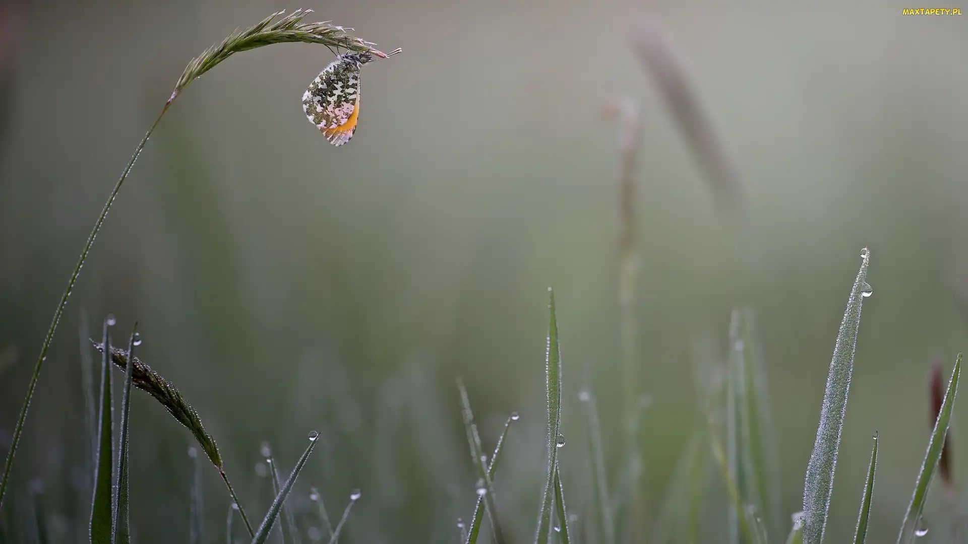 Krople, Trawa, Motyl, Zorzynek rzeżuchowiec