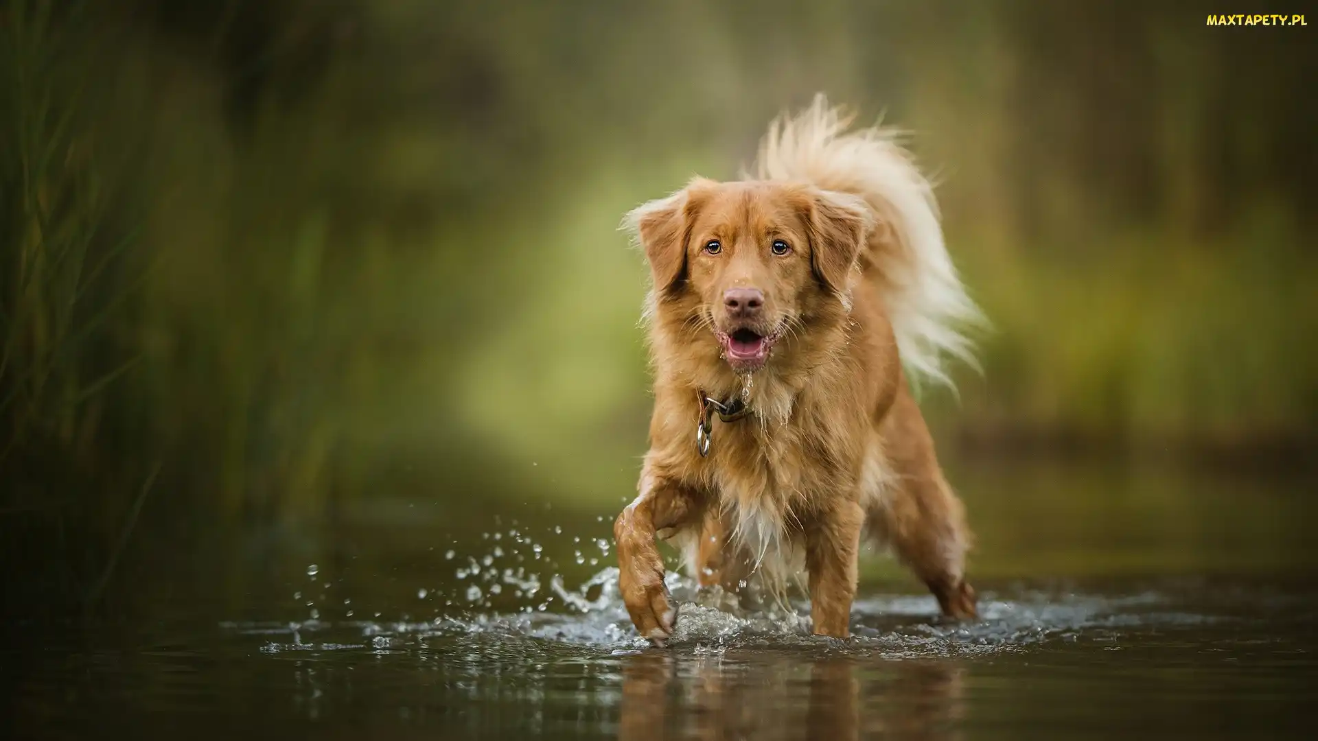 Retriever z Nowej Szkocji, Woda, Pies