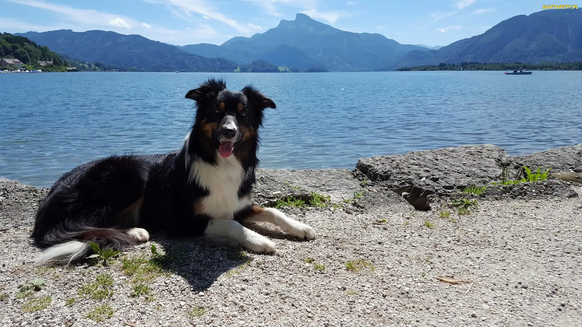 Góry, Jezioro, Pies, Border collie