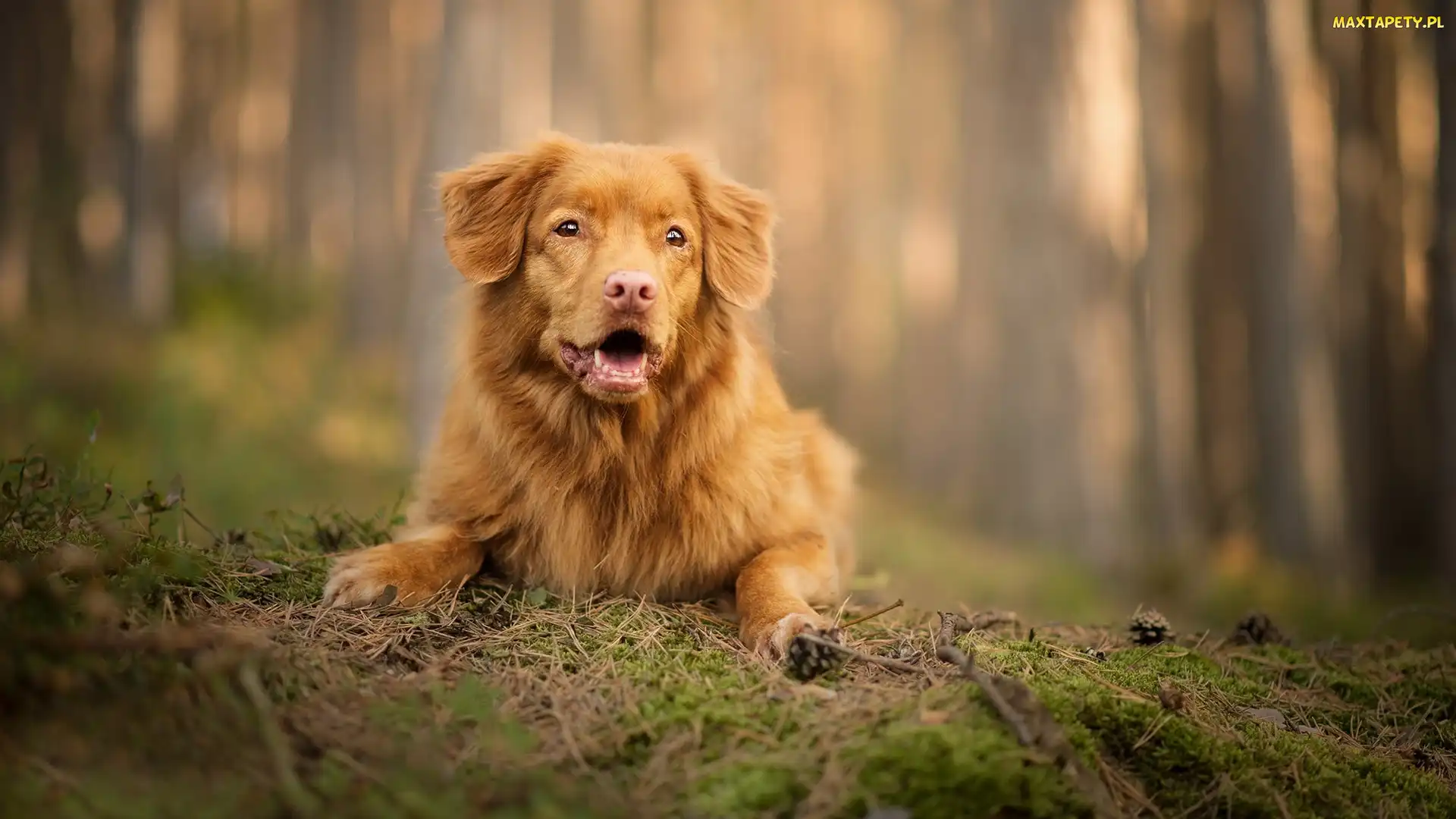 Retriever z Nowej Szkocji, Szyszki, Ściółka, Mordka, Pies