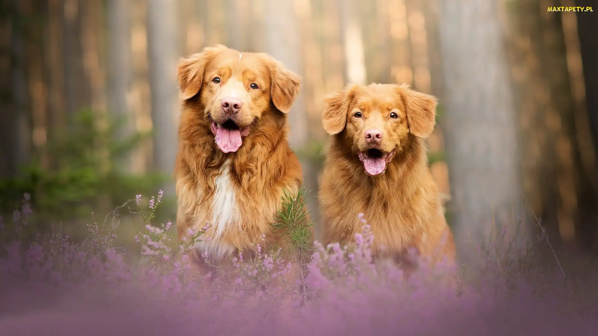Wrzosy, Retriever z Nowej Szkocji, Dwa, Psy