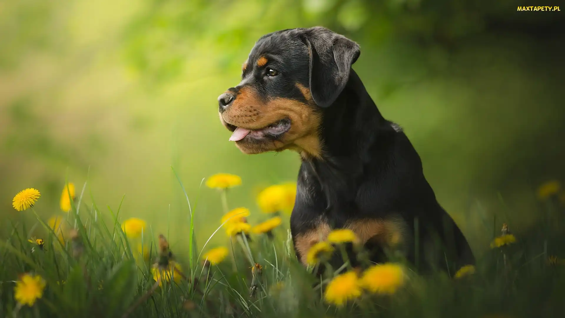 Szczeniak, Mniszek lekarski, Łąka, Rottweiler, Pies