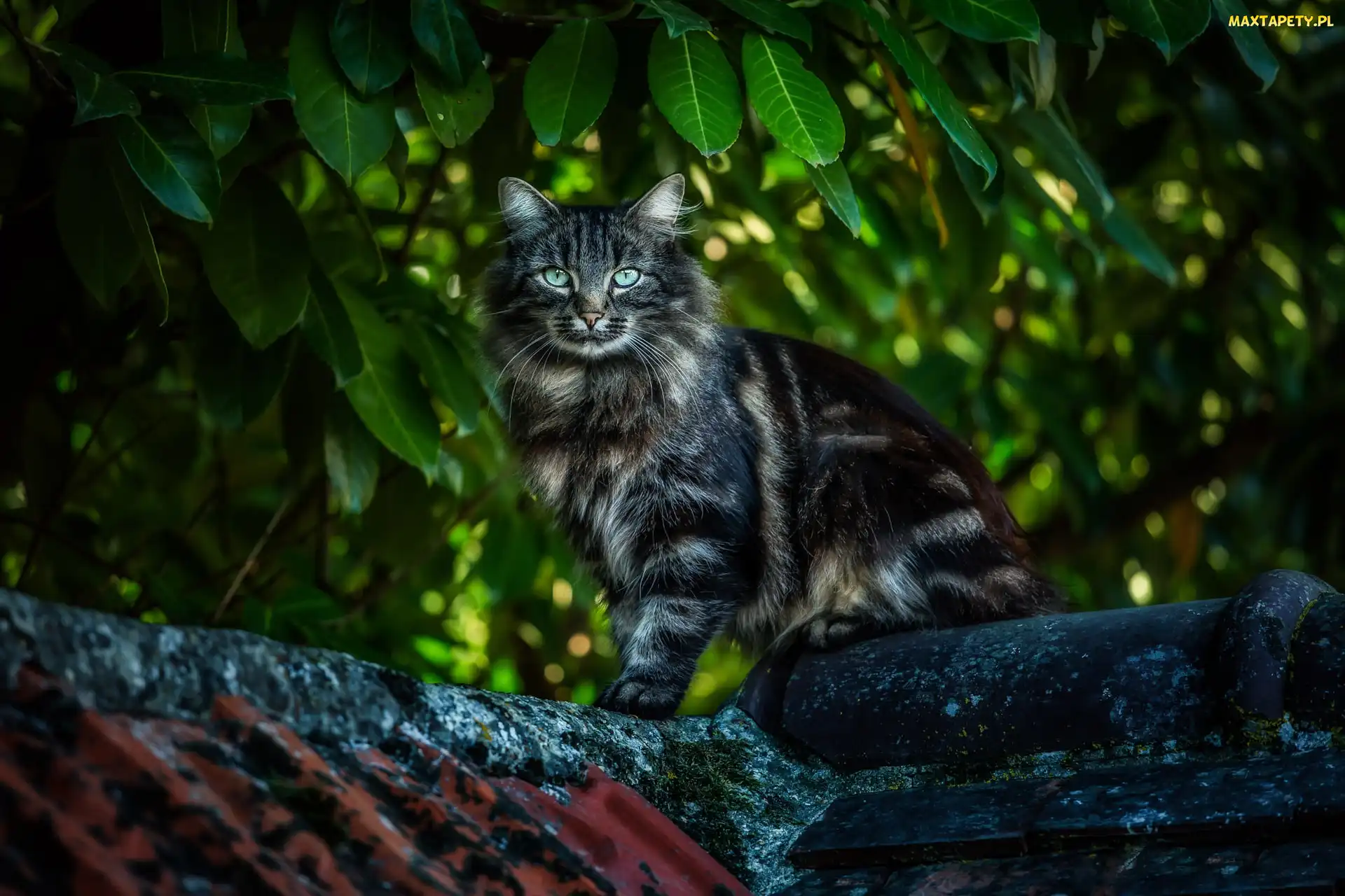 Liście, Dach, Kot, Maine coon