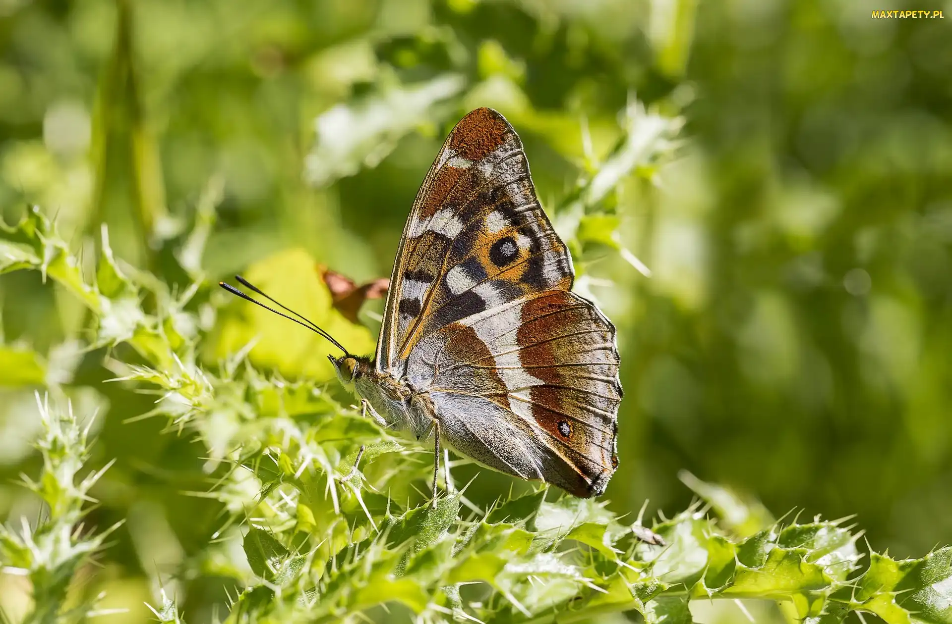 Światło, Ostrokrzew, Motyl, Roślina