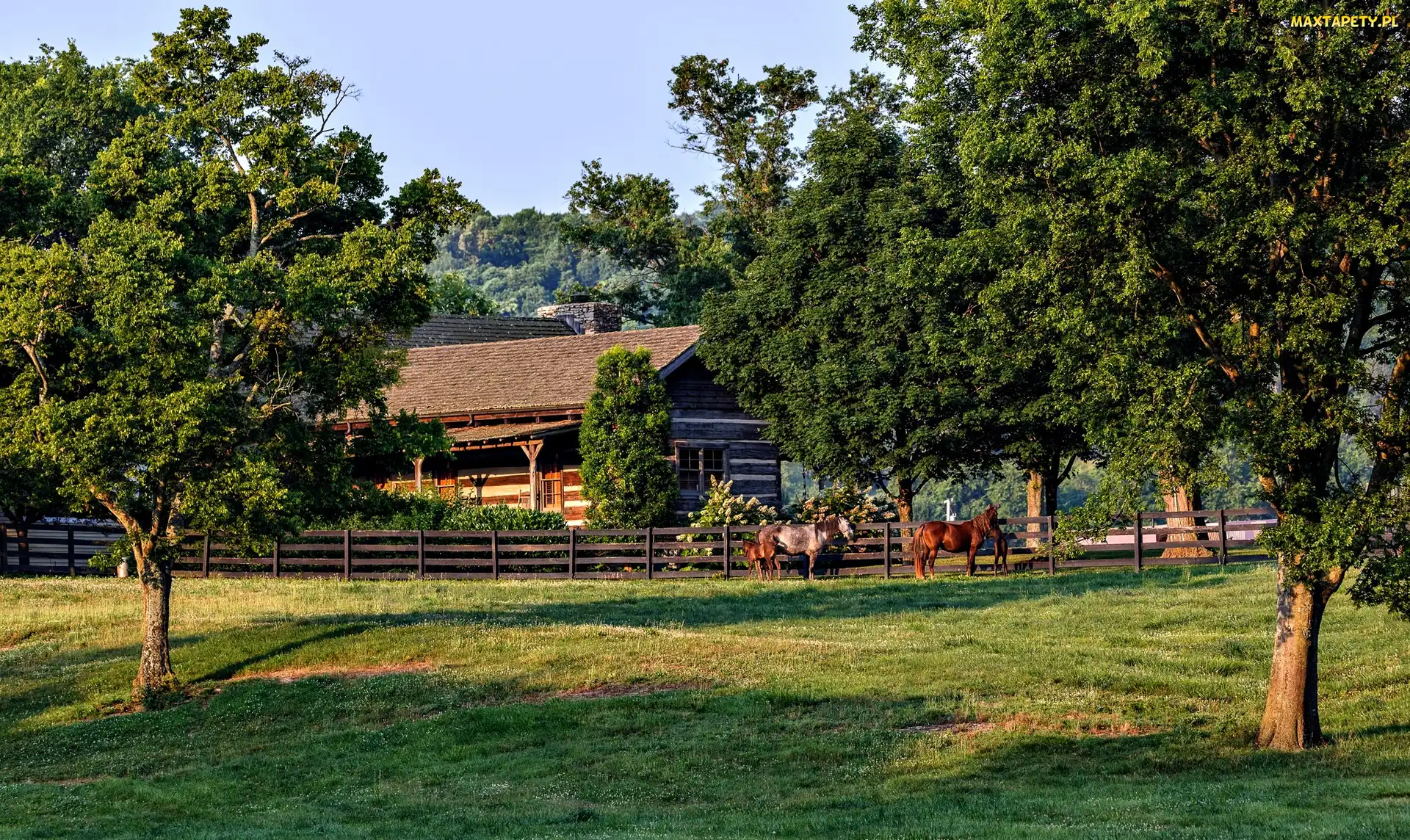 Stany Zjednoczone, Drzewa, Poranek, Konie, Trawnik, Zagroda, Stan Tennessee, Hrabstwo Williamson, Dom