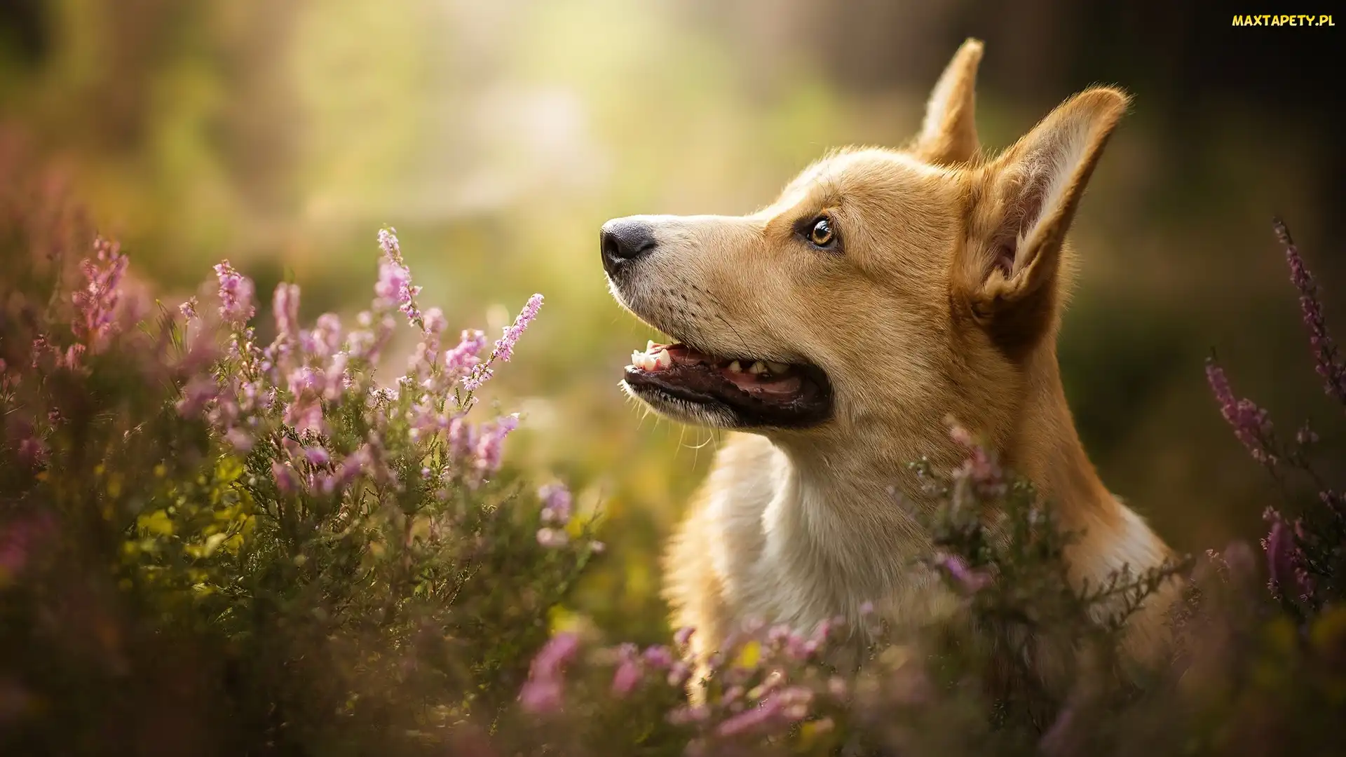 Wrzos, Mordka, Pies, Welsh corgi pembroke