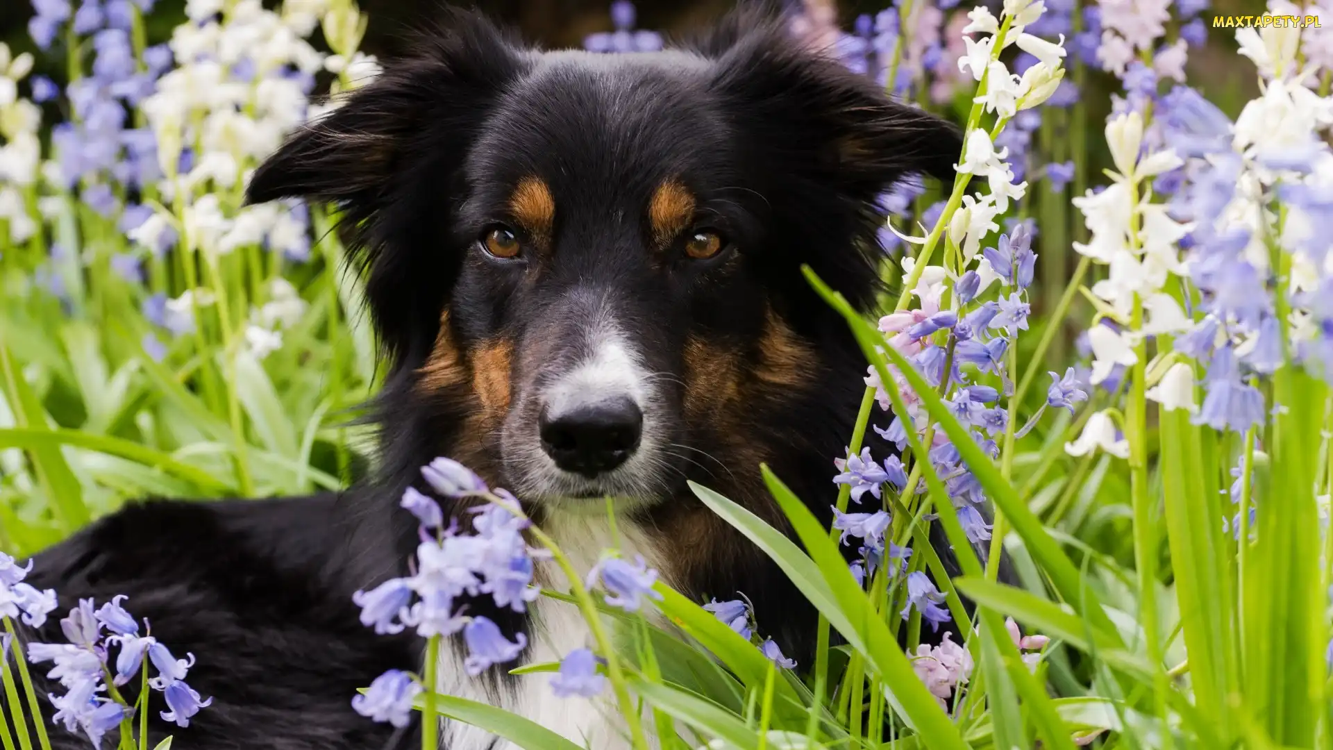 Border collie, Mordka, Kwiaty, Trawa, Pies