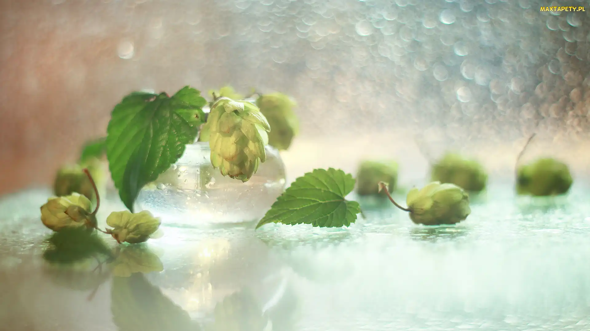 Chmiel, Bokeh, Roślina
