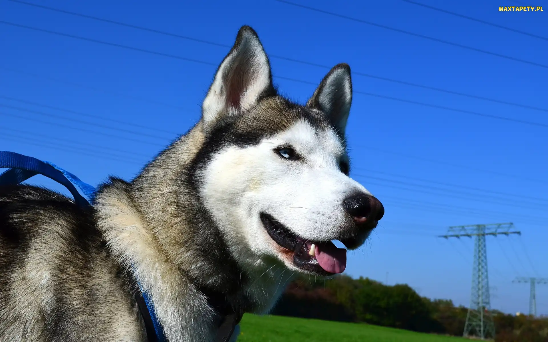 Siberian husky, Pies