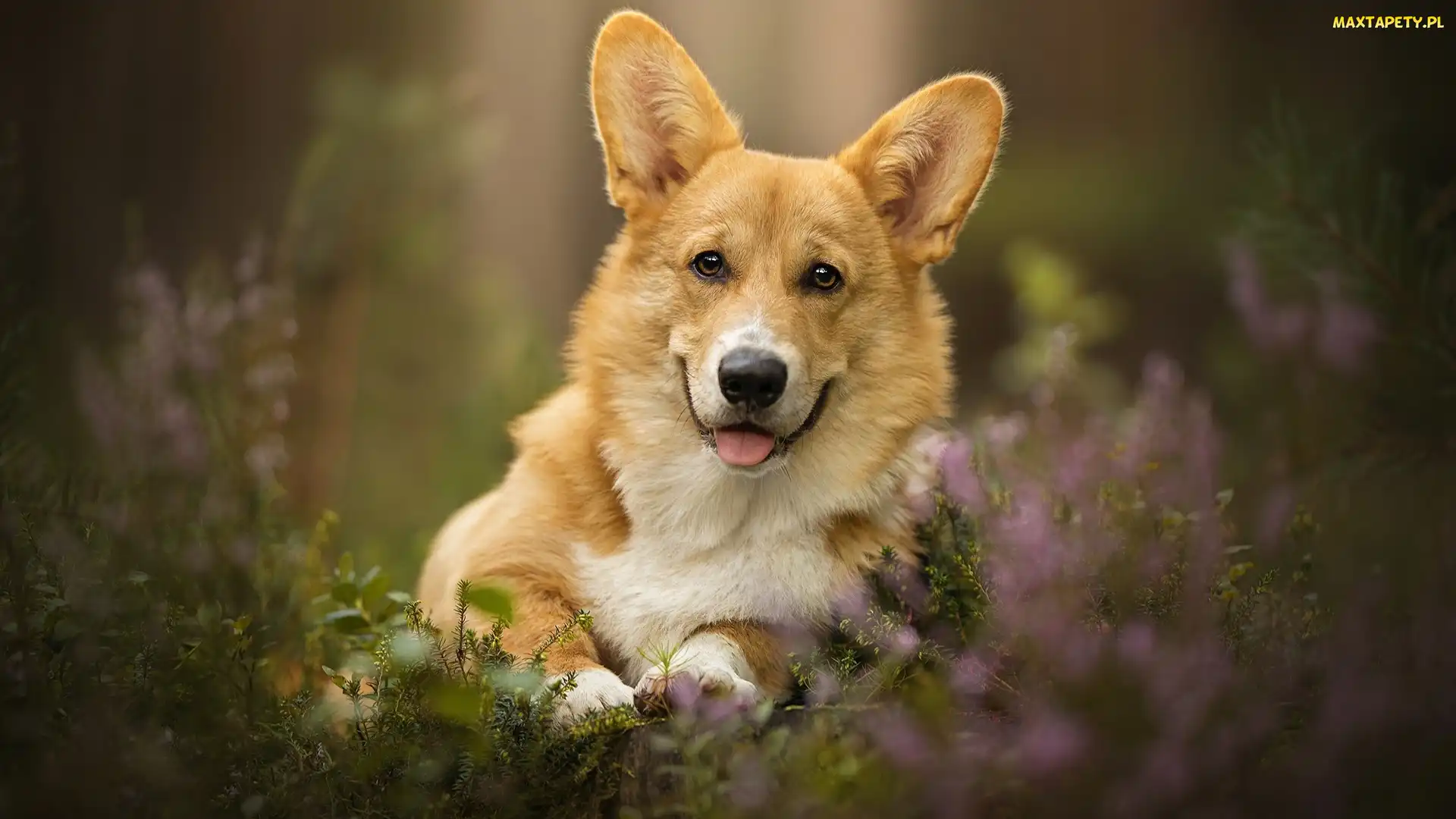 Welsh corgi pembroke, Wrzosy, Język, Mordka, Pies