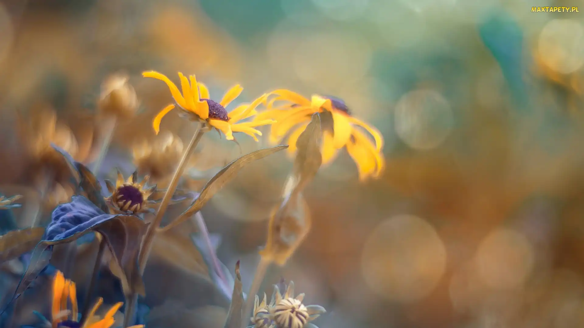 Rudbekia, Rozmycie, Kwiaty