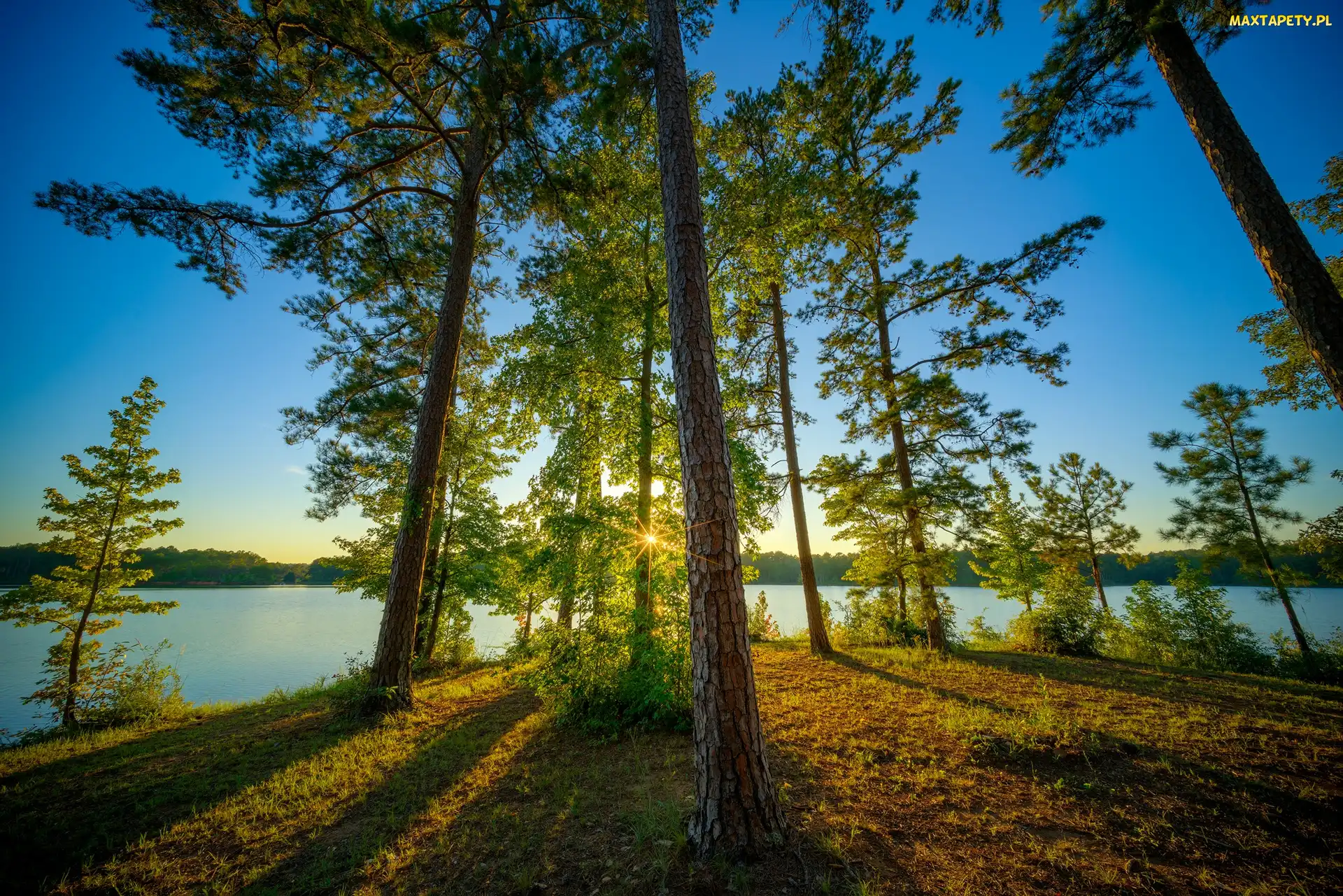 Sosny, Drzewa, Stan Alabama, Stany Zjednoczone, Obszar rekreacyjny Veasey Creek Recreation Area, Jezioro West Point