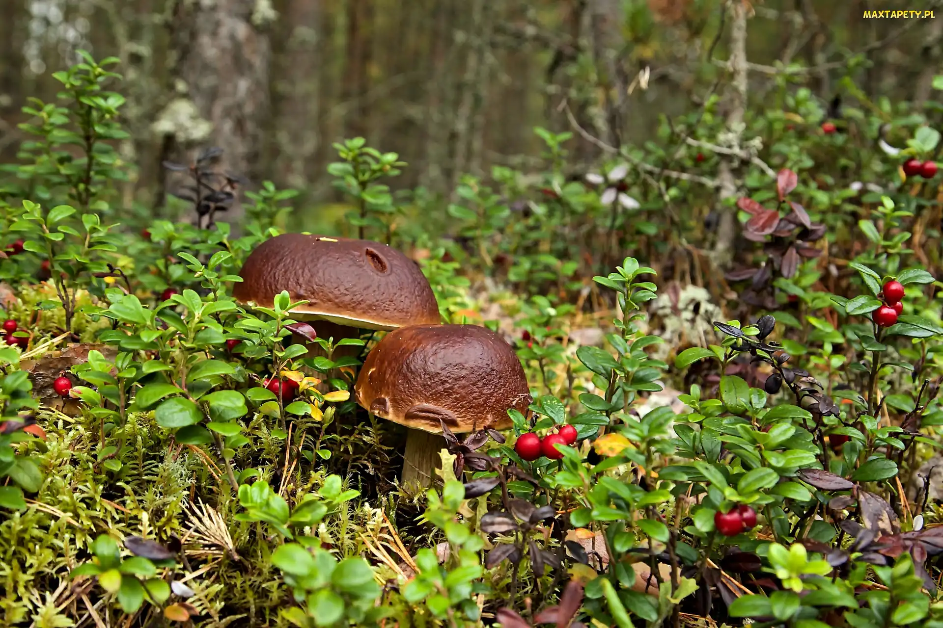 Borowiki, Ściółka, Grzyby