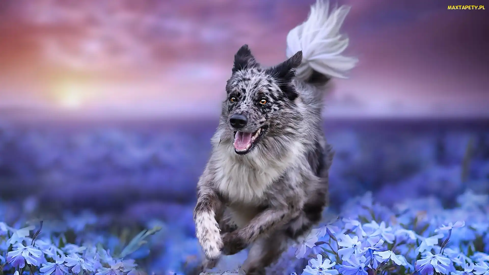 Biegnący, Kwiaty, Border collie, Łąka, Pies