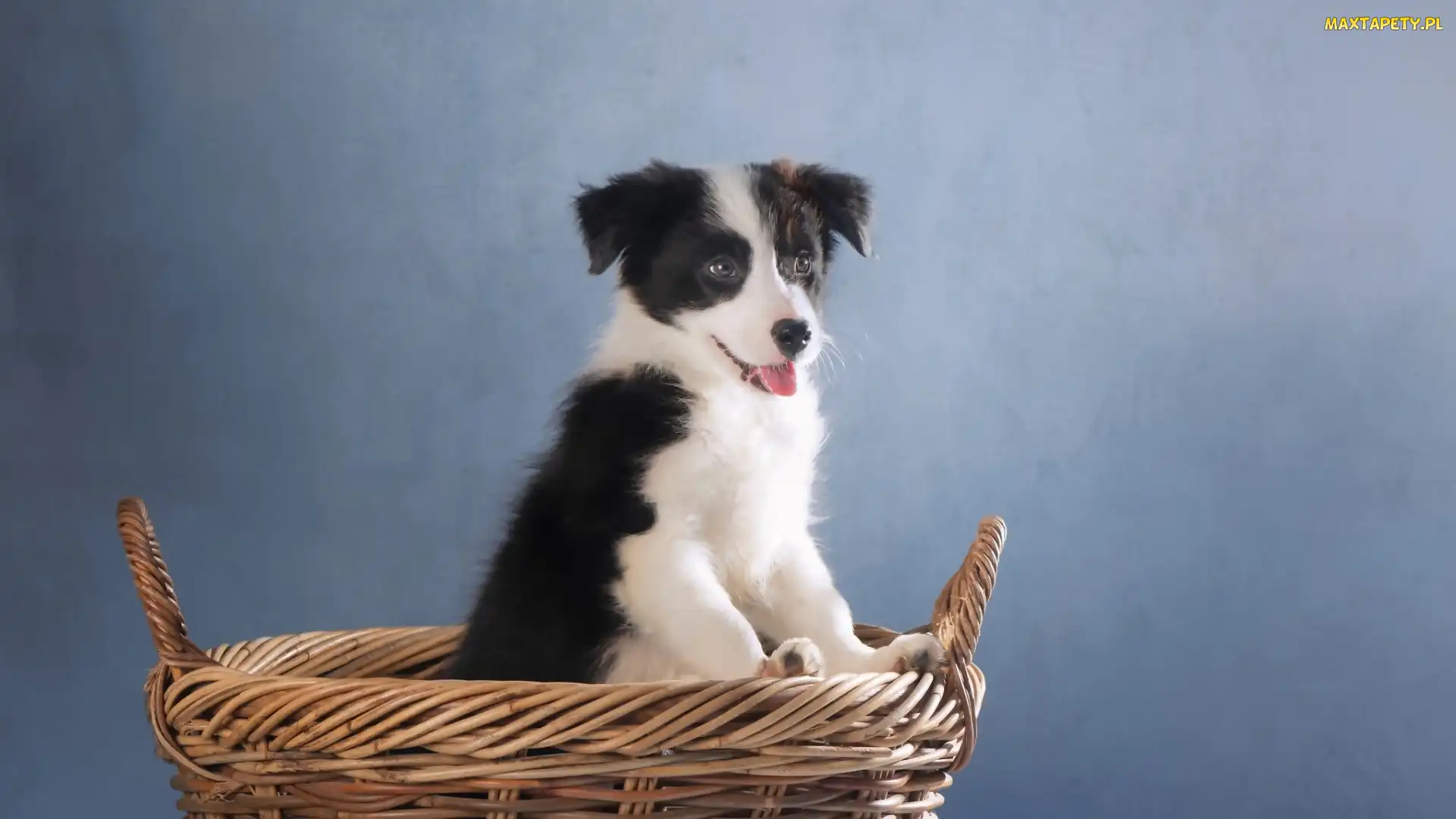 Szczeniak, Koszyk, Border collie