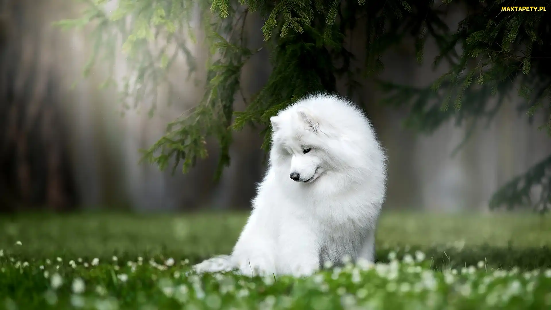 Pies, Trawa, Gałęzie, Samojed