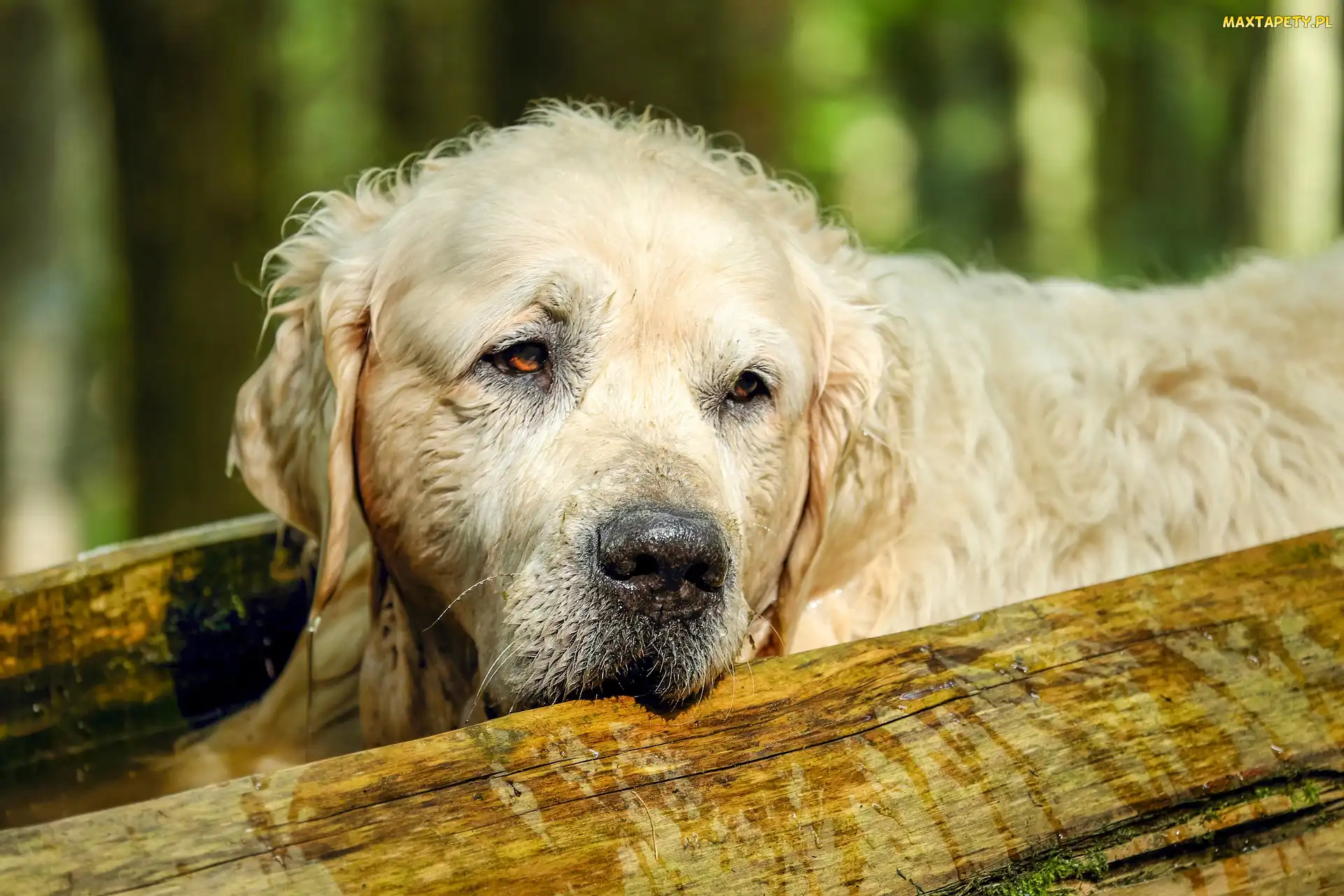 Pies, Golden retriever, Smutny