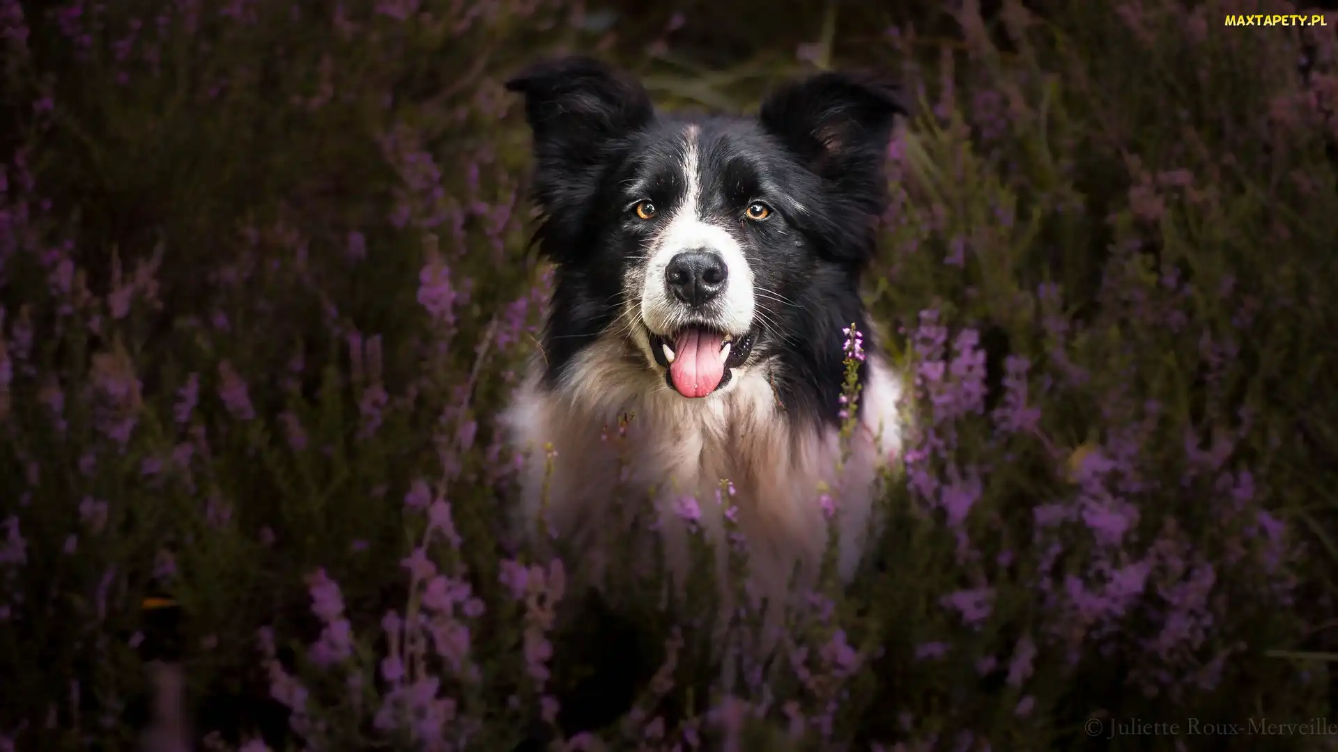 Wrzosy, Mordka, Pies, Border collie