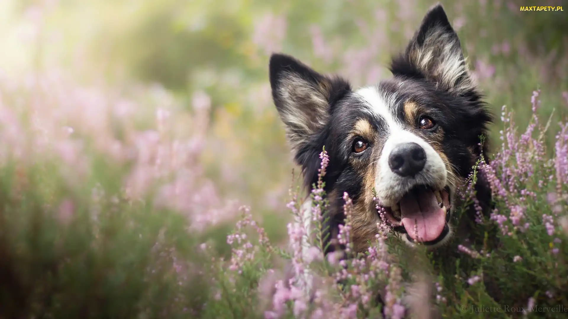 Pies, Wrzosy, Mordka, Border collie