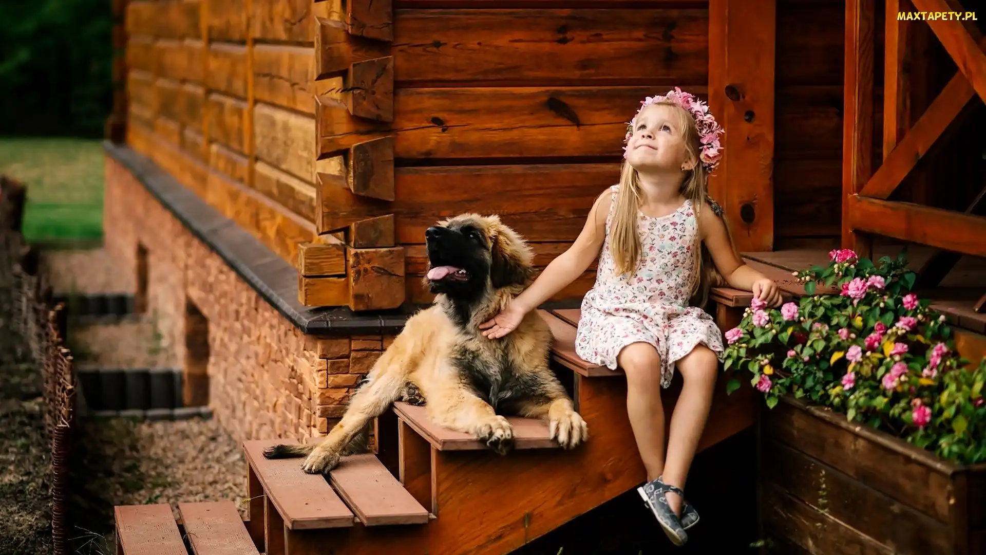 Pies, Schody, Szczeniak, Leonberger, Dziewczynka