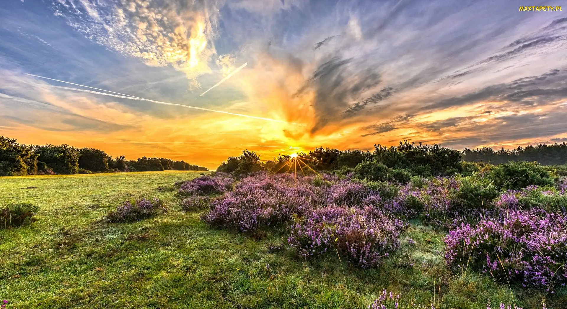 Polana, Wrzosowisko, Park Narodowy New Forest, Anglia, Wschód słońca, Wrzosy