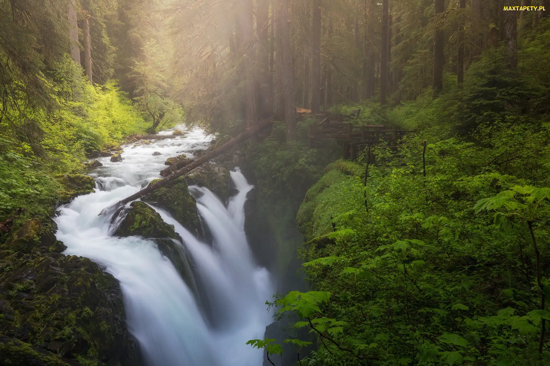 Las, Stan Waszyngton, Stany Zjednoczone, Mgła, Rzeka, Wodospad Sol Duc Falls, Drzewa, Park Narodowy Olympic