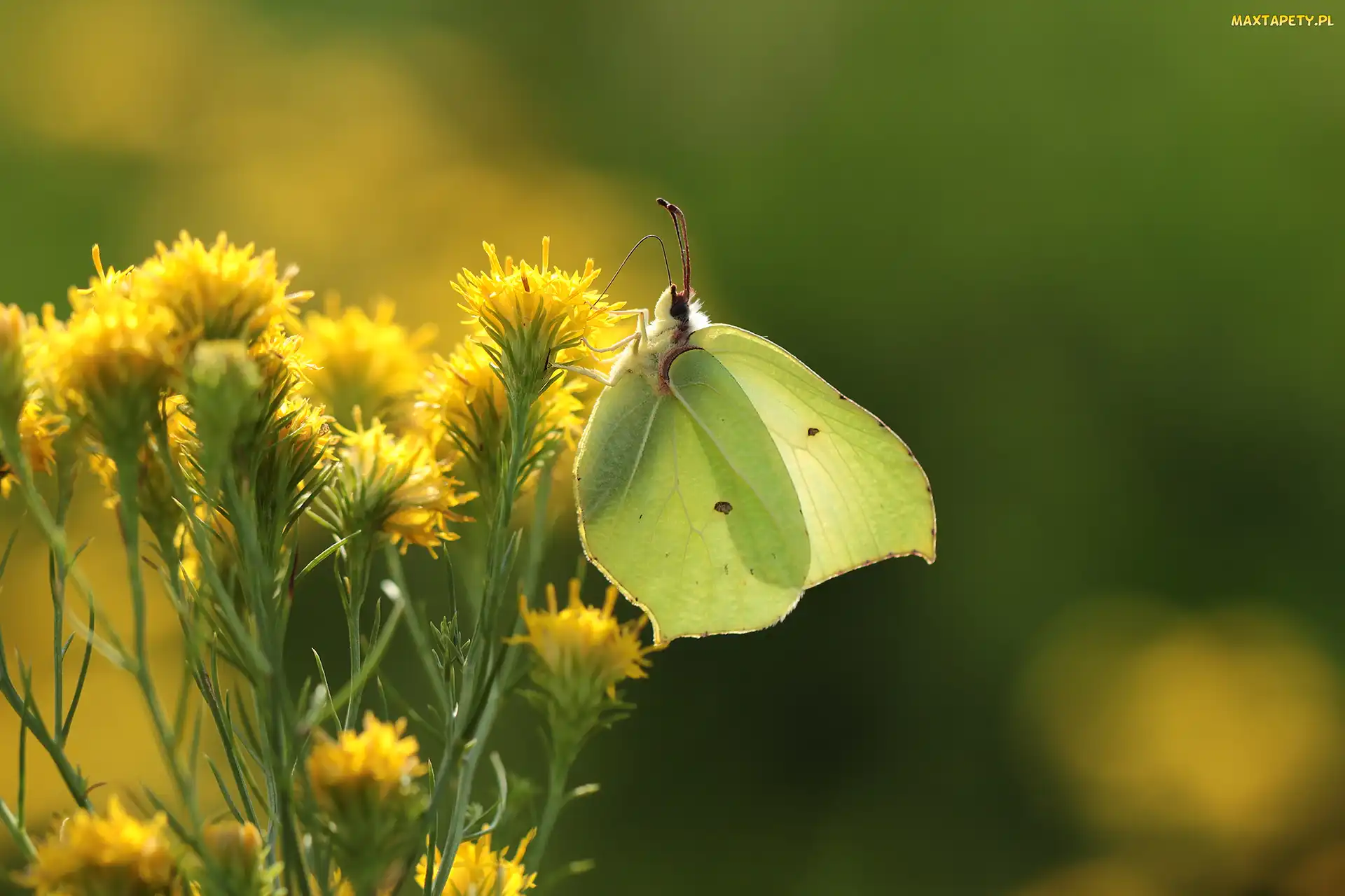 Kwiaty, Owad, Motyl, Latolistek cytrynek