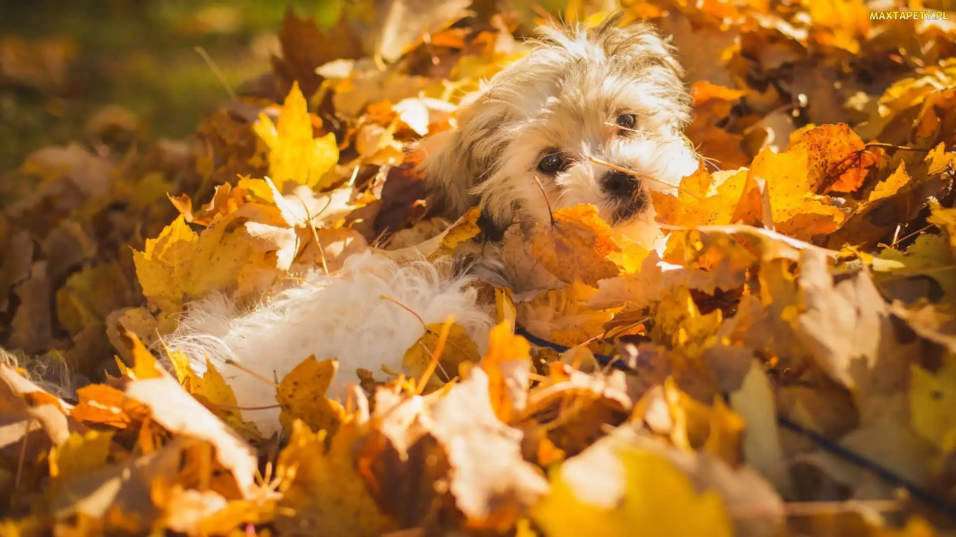 Liście, Shichon, Pies, Szczeniak