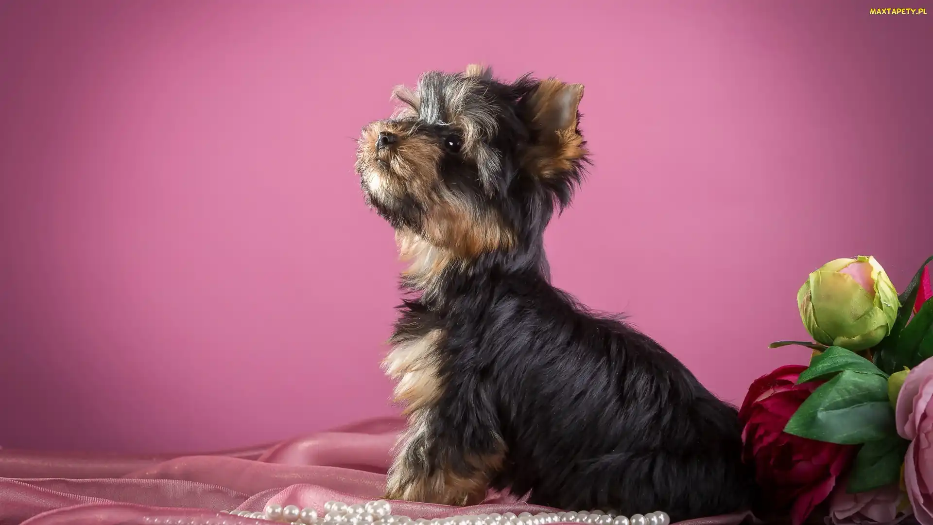 Perły, Kwiaty, Słodki, Yorkshire terrier