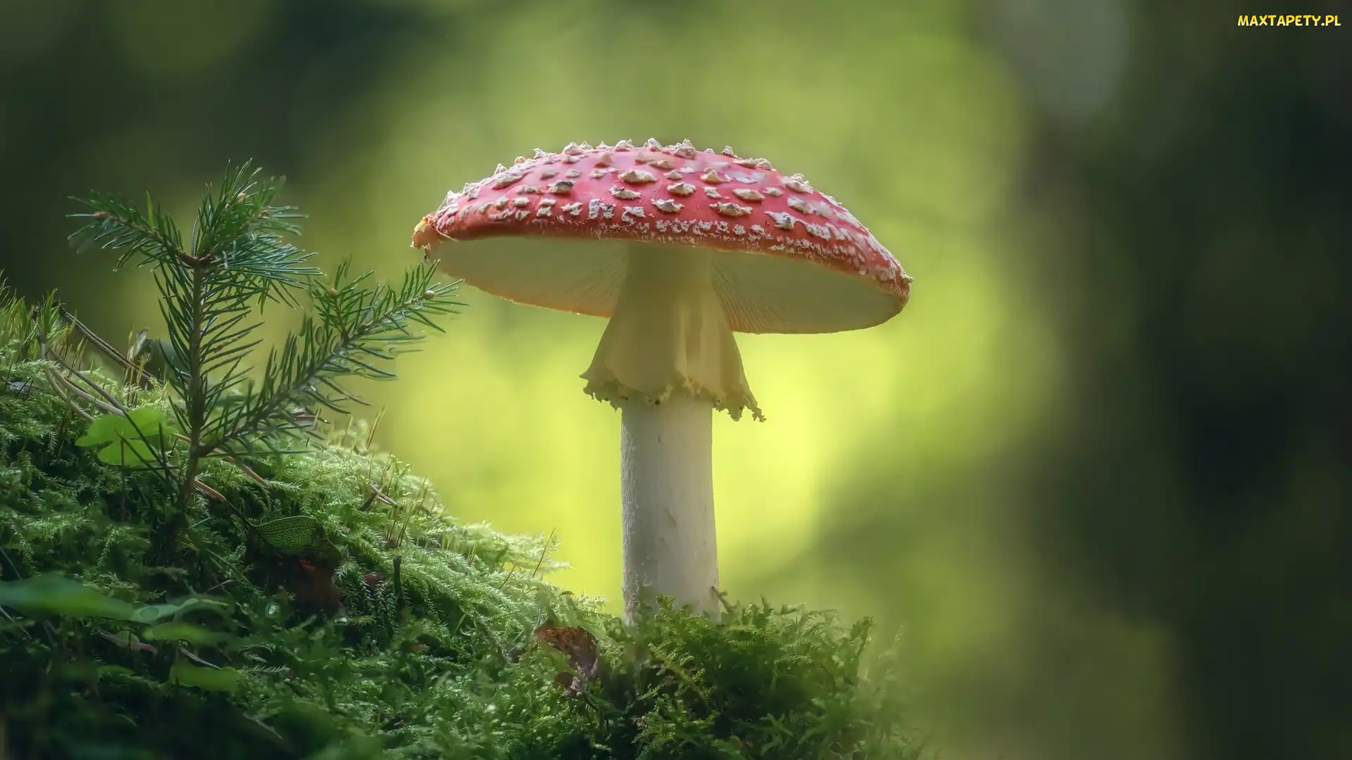 Muchomor, Iglak, Ściółka, Czerwony, Grzyb