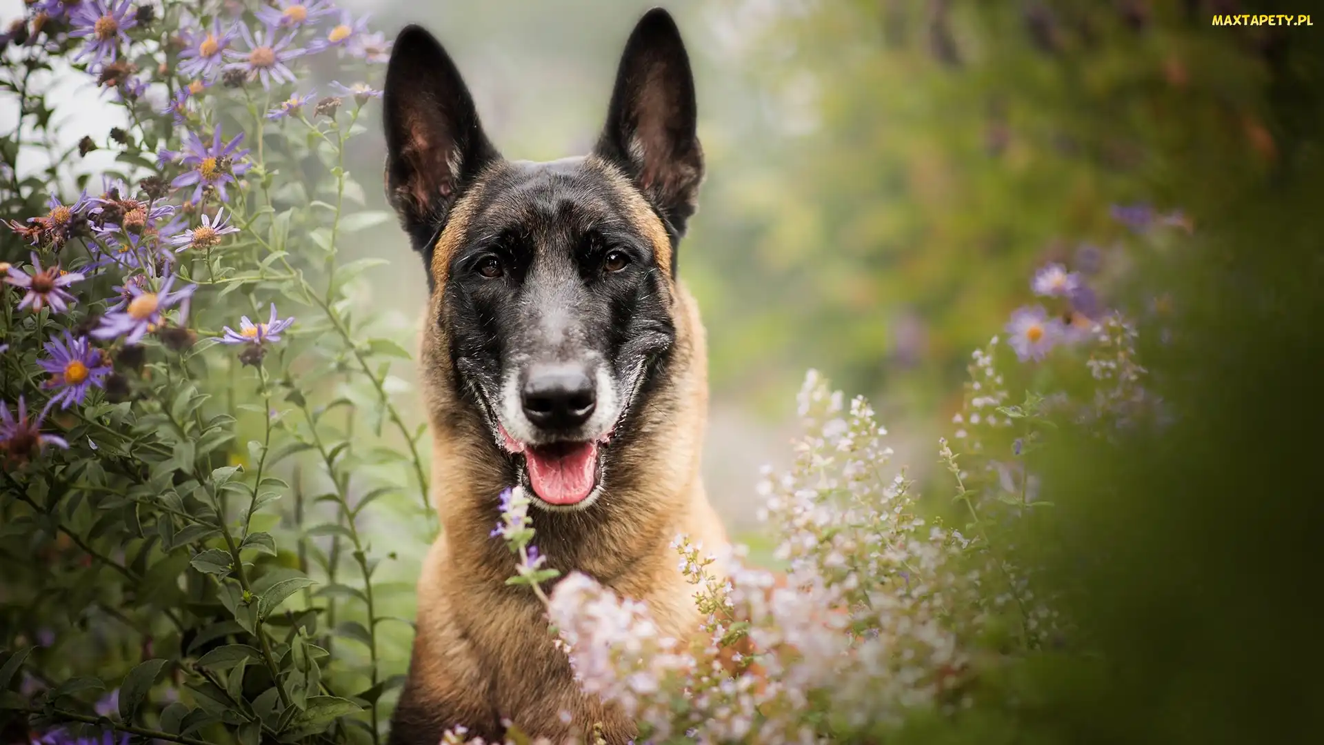 Kwiaty, Owczarek belgijski Malinois, Pies, Mordka
