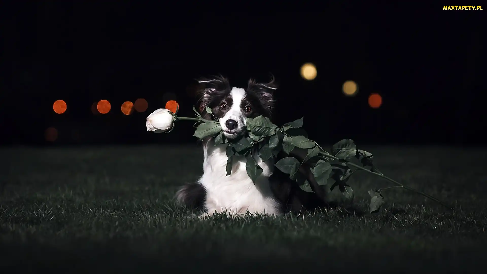 Border collie, Róża, Pies