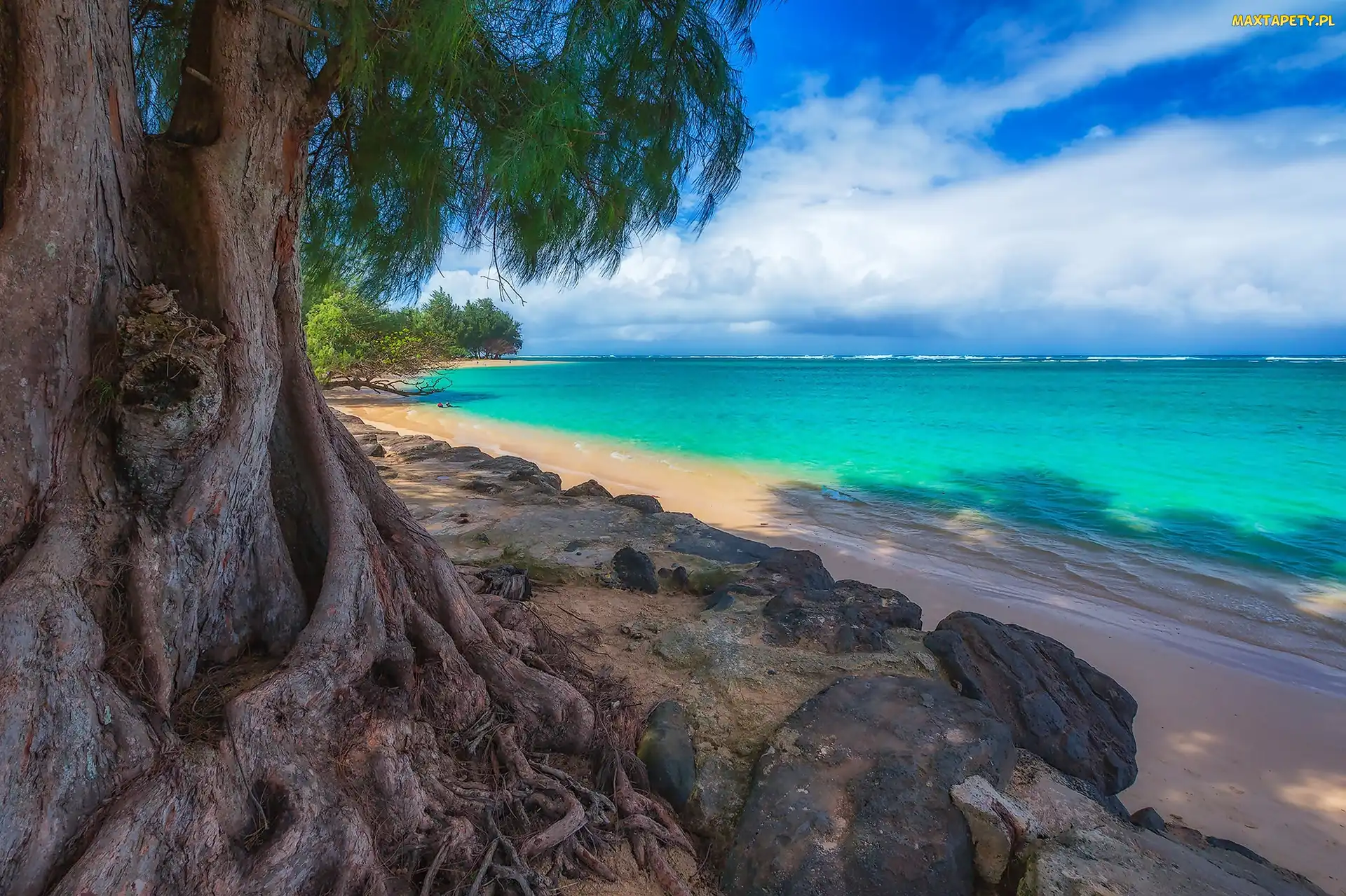 Drzewo, Morze, Hawaje, Stany Zjednoczone, Wyspa Kauai, Plaża Kalihiwai Beach