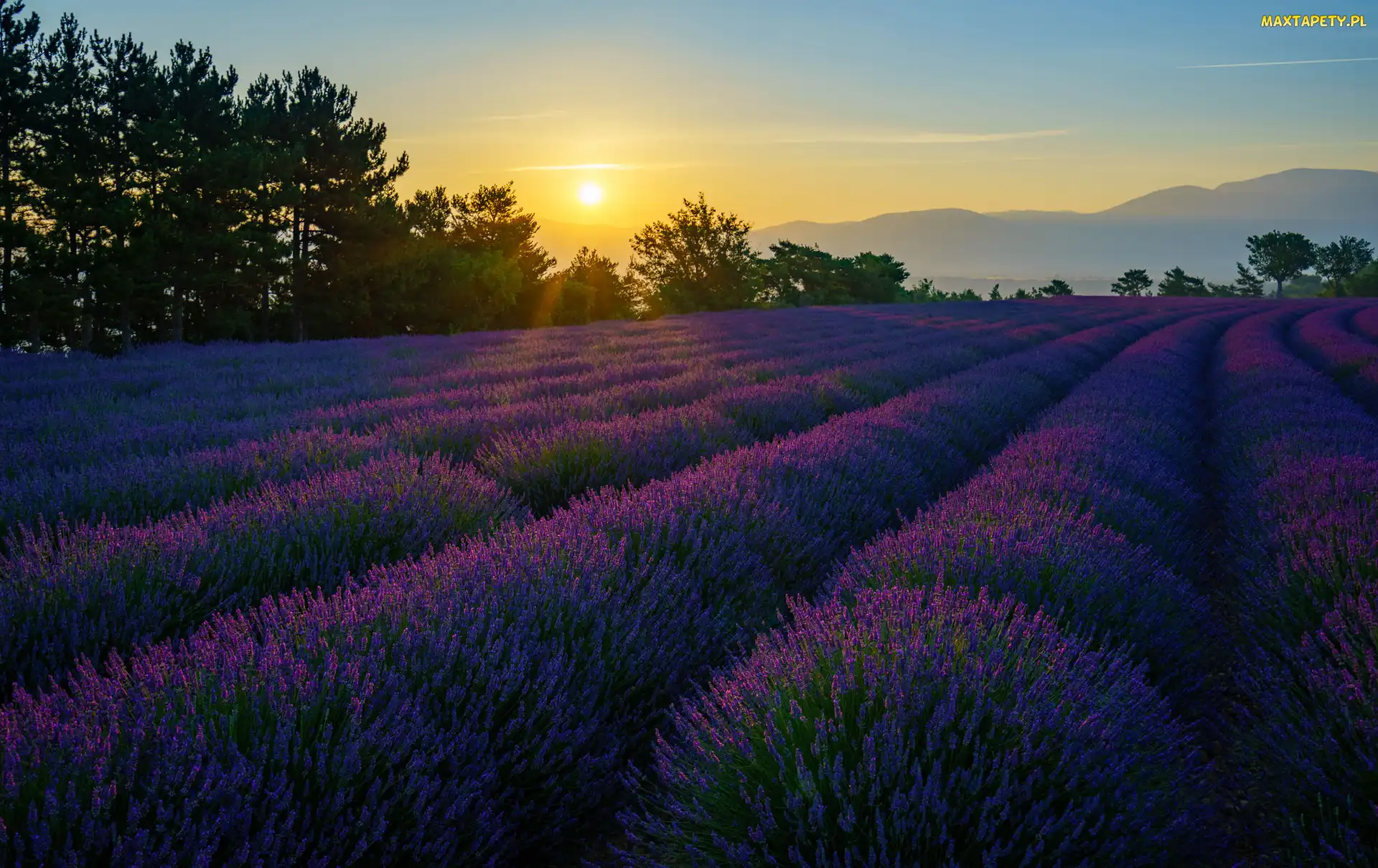 Prowansja, Francja, Wschód słońca, Lawenda, Drzewa, Góry, Valensole