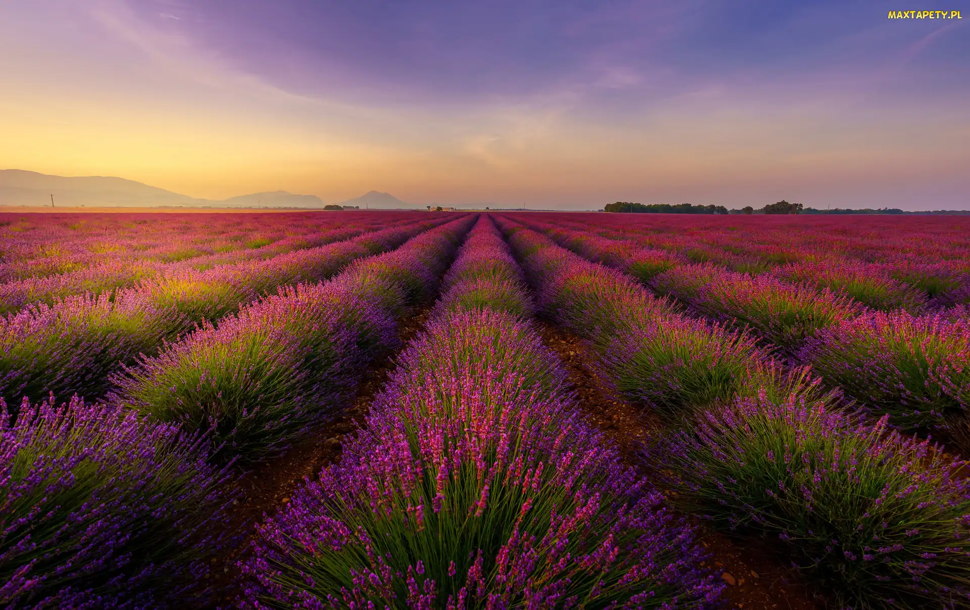 Lawenda, Pole, Francja, Valensole