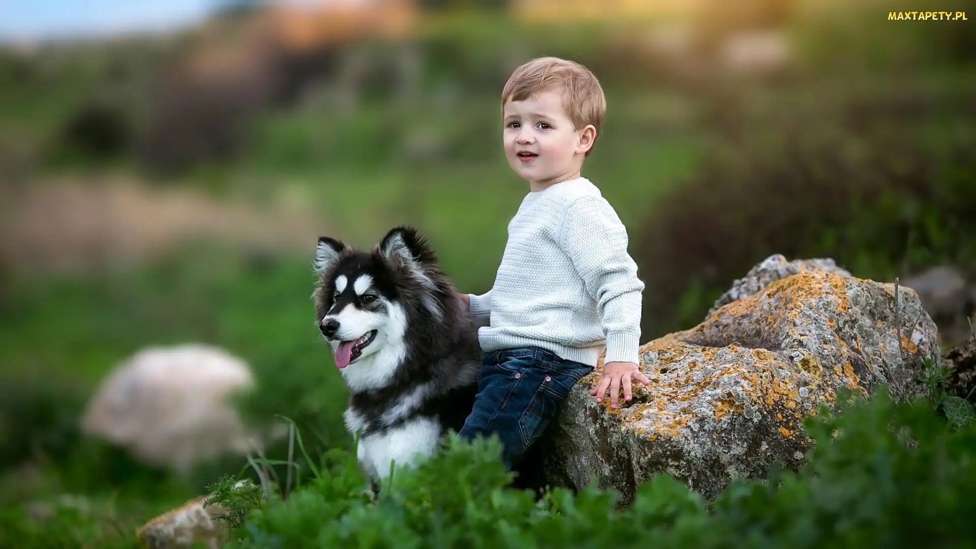 Siberian husky, Kamień, Chłopiec
